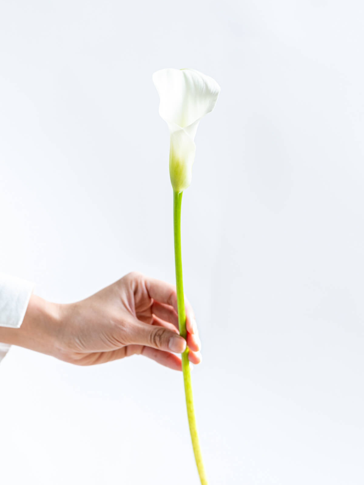 カラー（白）キャプテンベンチュラ｜花の仕入れを簡単に。花材の卸通販