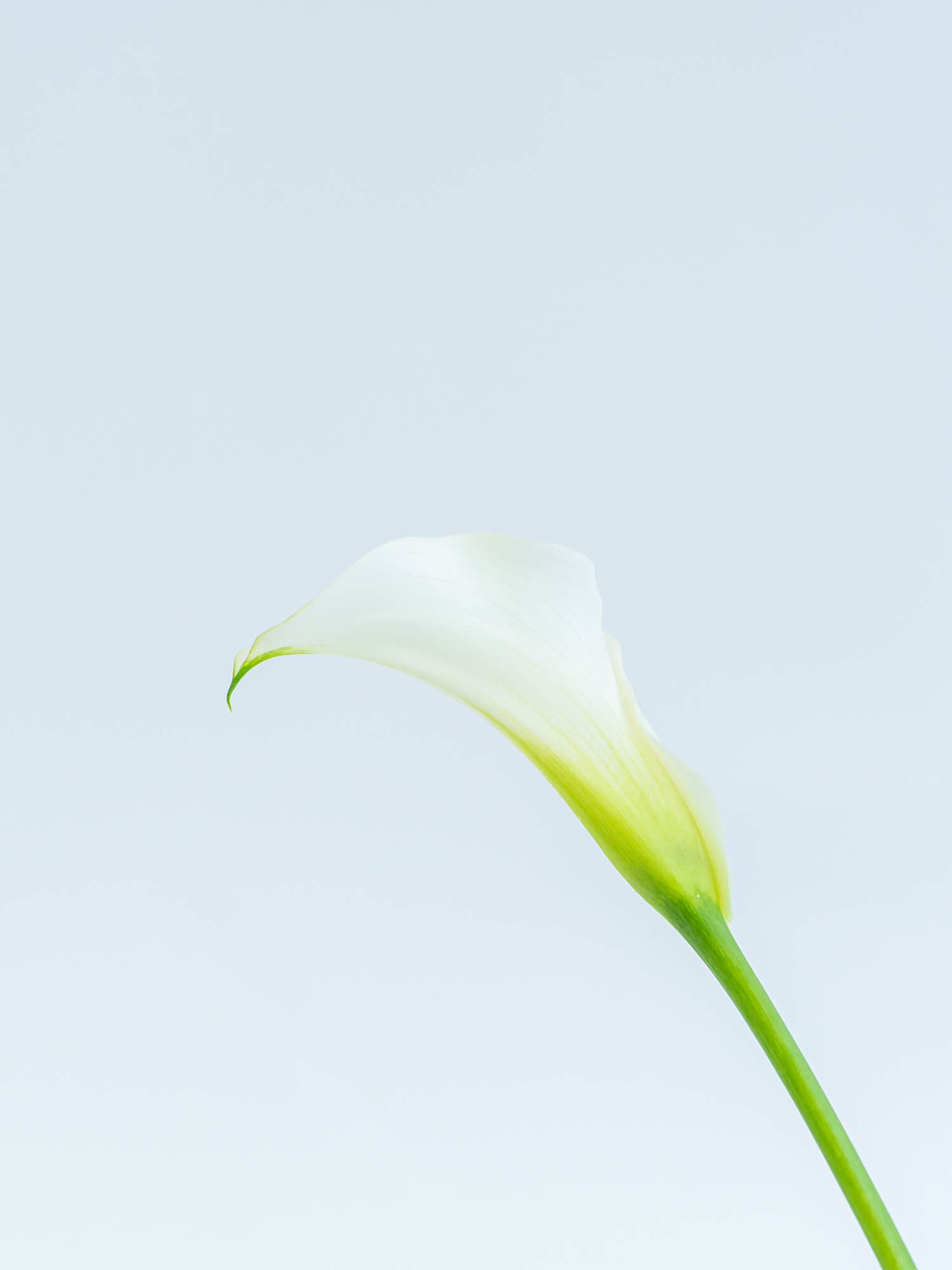 カラー （白） キャプテンベンチュラ｜花の仕入れを簡単に。花材の卸