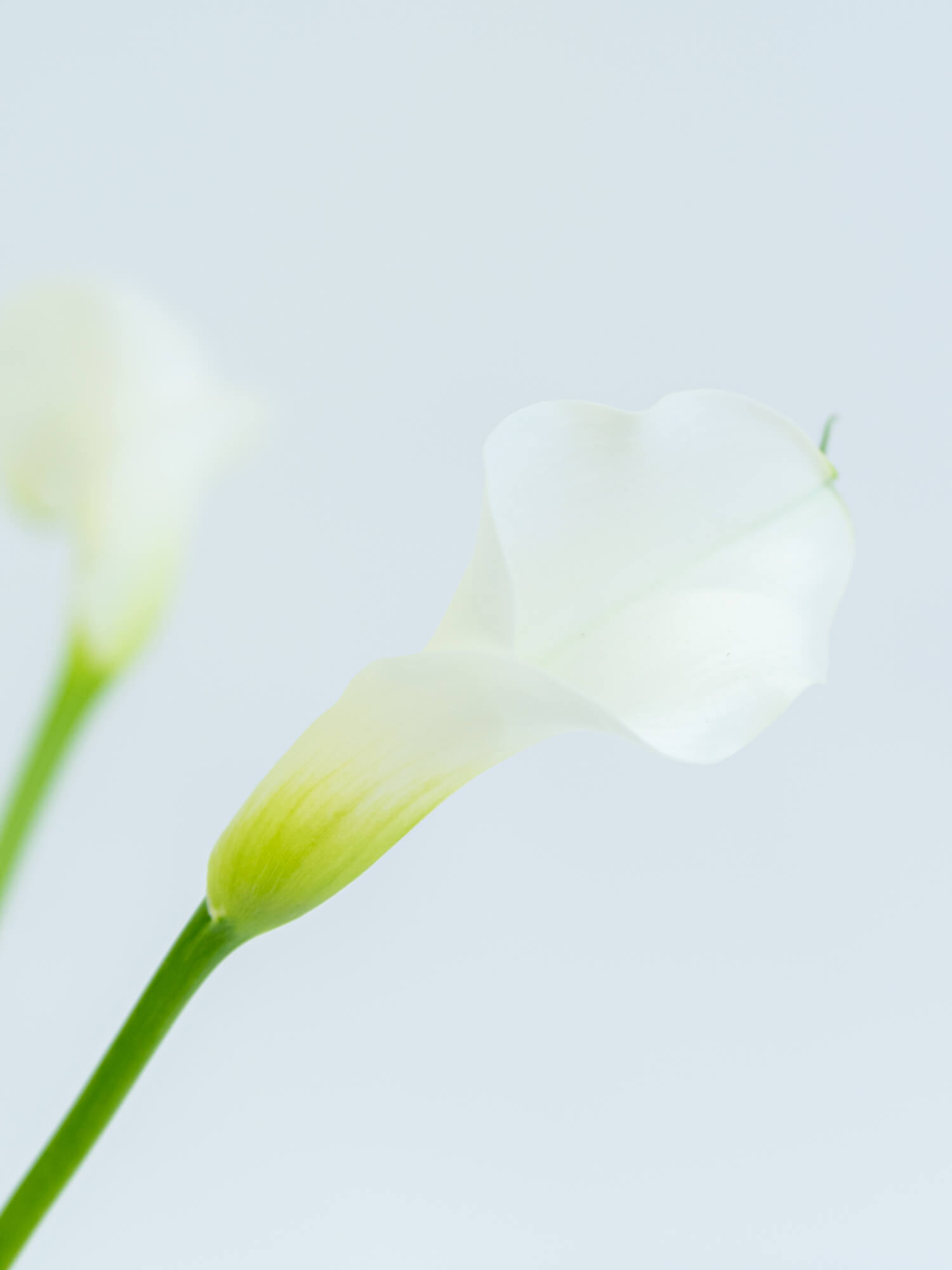 カラー（白）キャプテンベンチュラ｜花の仕入れを簡単に。花材の卸通販