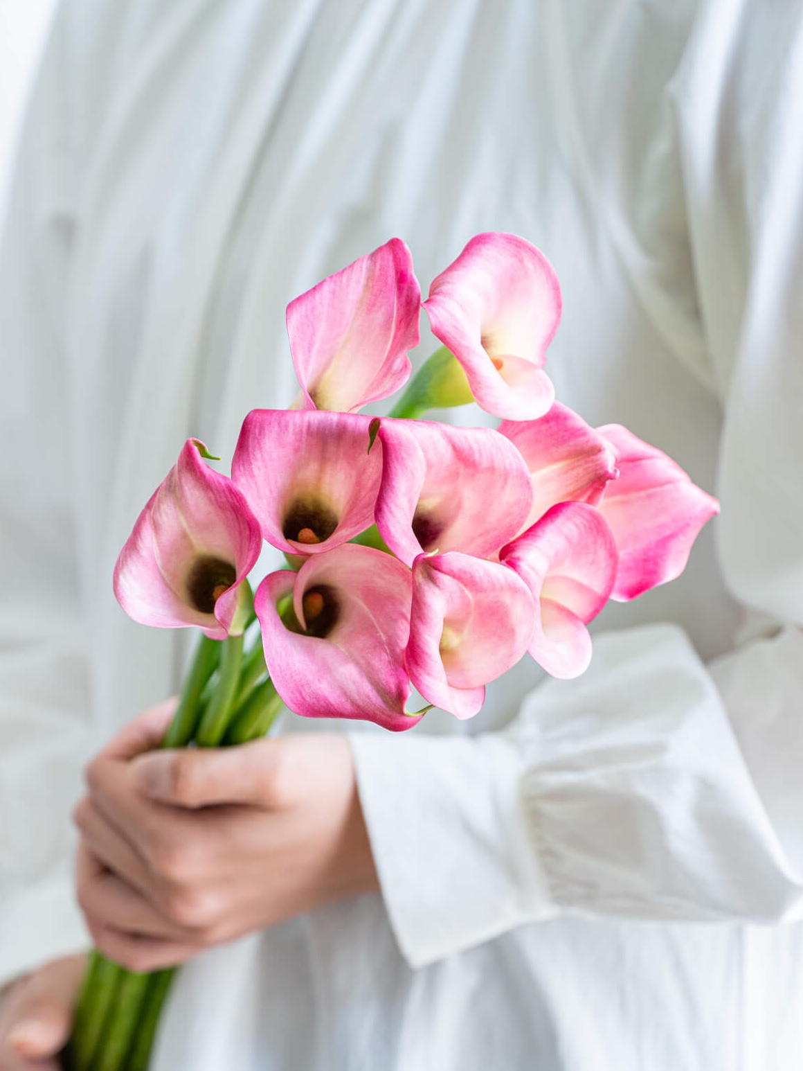 カラー（ピンク）ザズー｜花の仕入れを簡単に。花材の卸通販｜ハナイチ