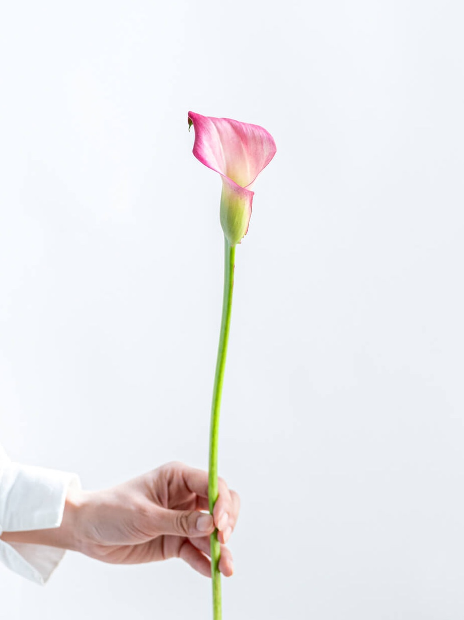 カラー （ピンク） ザズー｜花の仕入れを簡単に。花材の卸通販｜ハナイチ