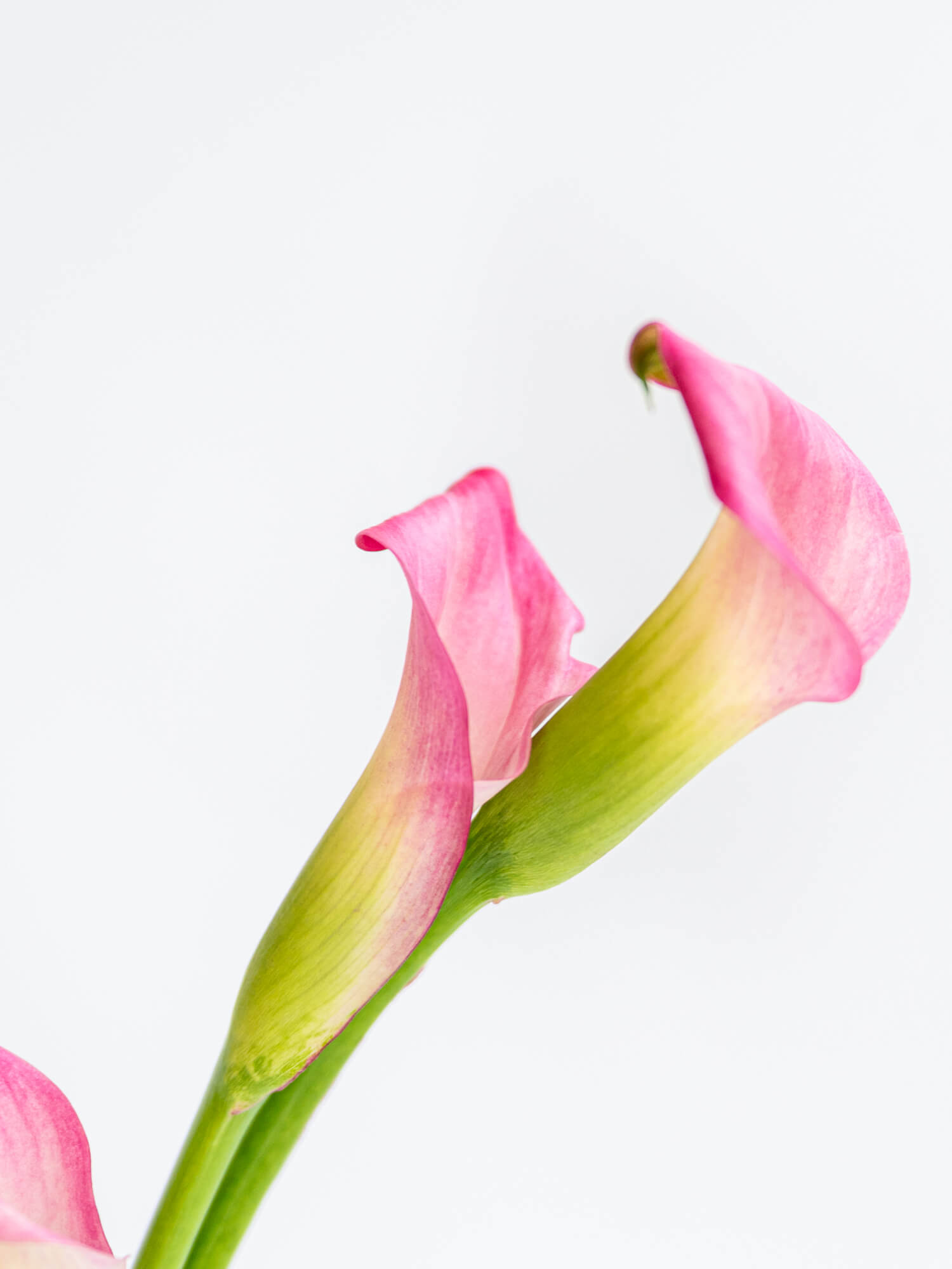 カラー（ピンク）ザズー｜花の仕入れを簡単に。花材の卸通販｜ハナイチ