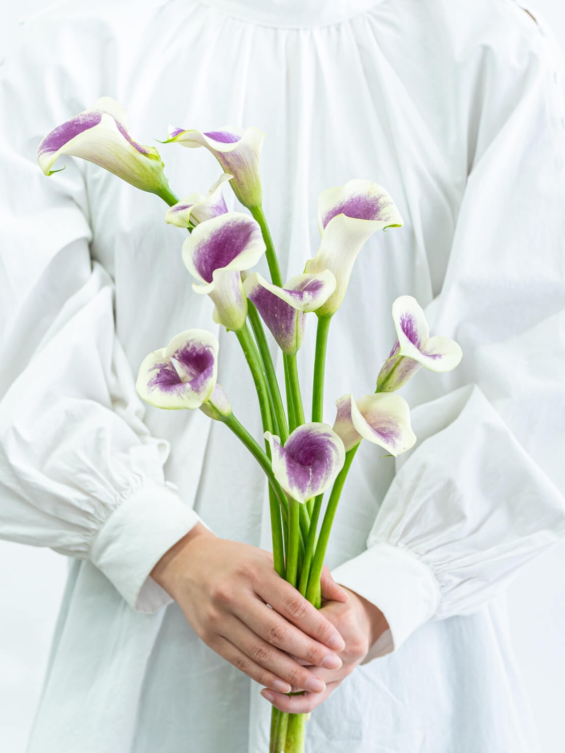 カラー（赤）おまかせ品種｜花の仕入れを簡単に。花材の卸通販｜ハナイチ