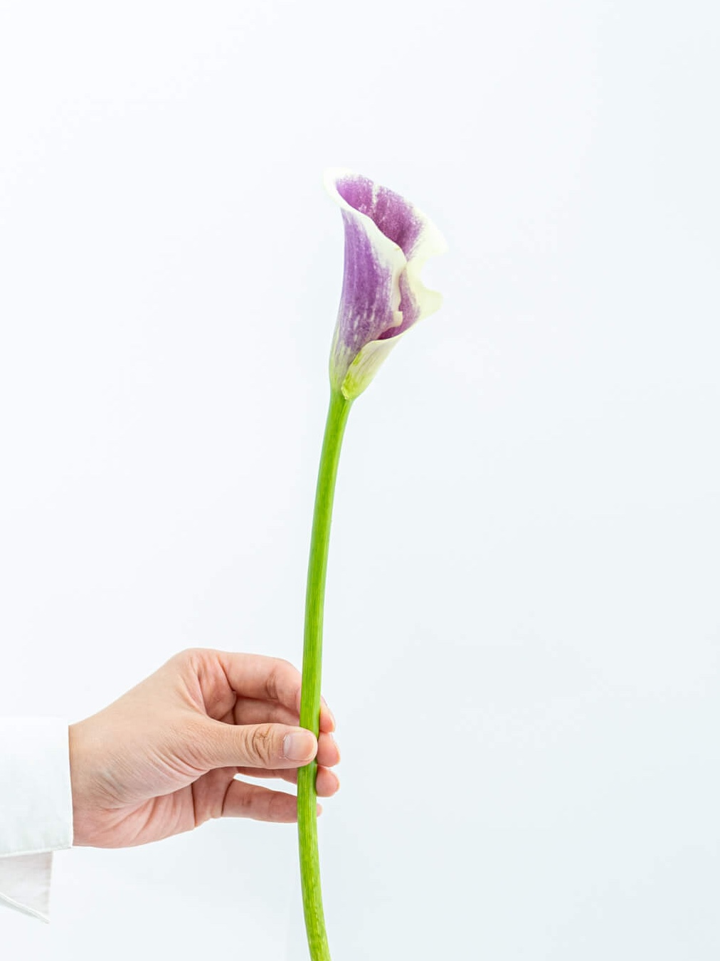 カラー（紫）ピカソ｜花の仕入れを簡単に。花材の卸通販｜ハナイチ