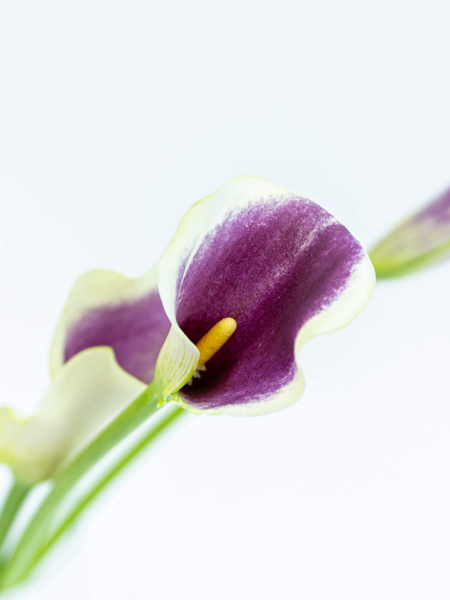 カラー（紫）ピカソ｜花の仕入れを簡単に。花材の卸通販｜ハナイチ