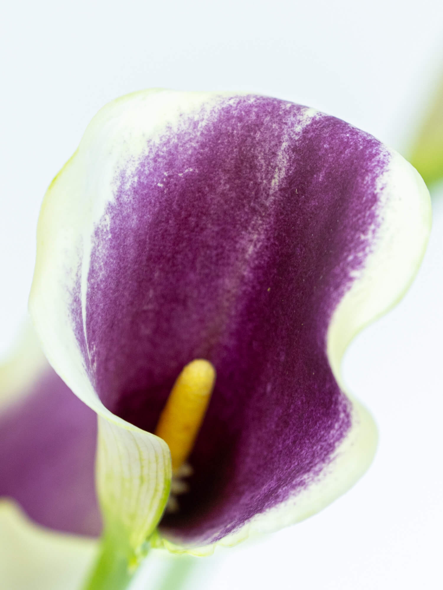 カラー（紫）ピカソ｜花の仕入れを簡単に。花材の卸通販｜ハナイチ