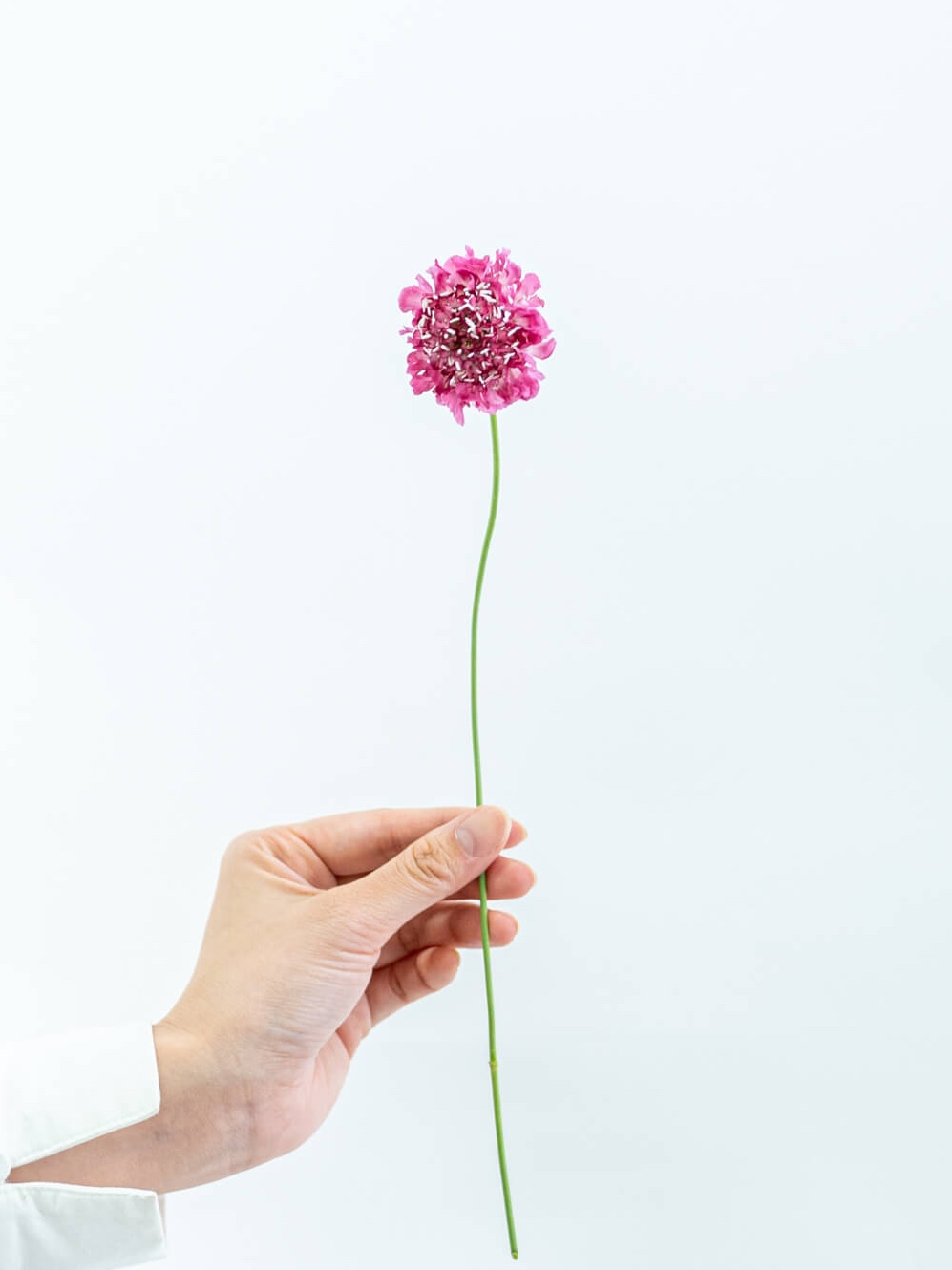 スカビオサ（ピンク）スーパーピンク｜花の仕入れを簡単に。花材の卸