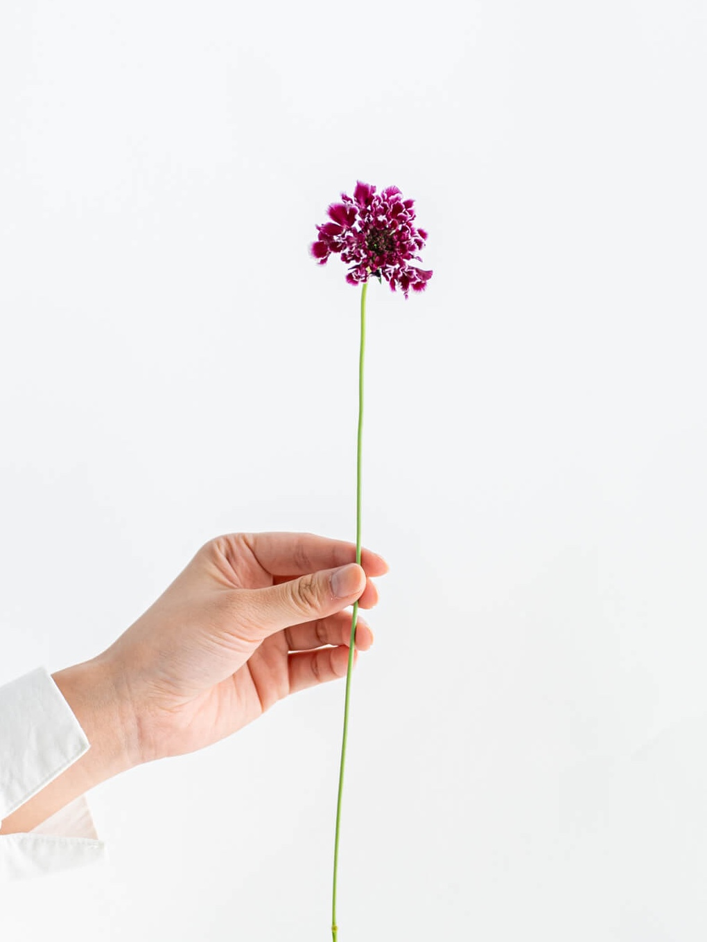 スカビオサ（濃紫）おまかせ品種｜花の仕入れを簡単に。花材の卸通販