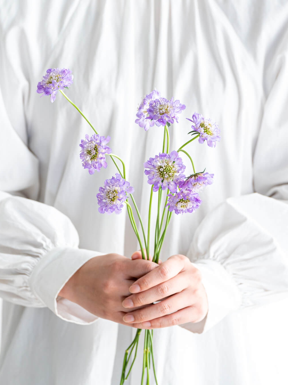 スカビオサ （淡紫） スカビオサラベンダー｜ハナイチ｜花と植物、資材