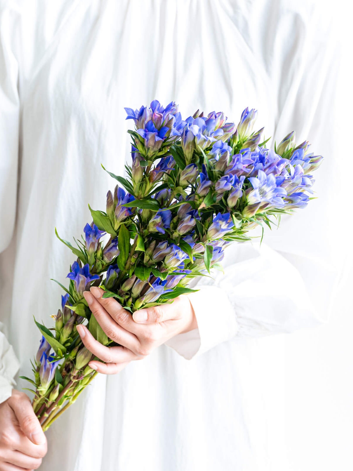 リンドウ （青）笹｜花の仕入れを簡単に。花材の卸通販｜ハナイチ