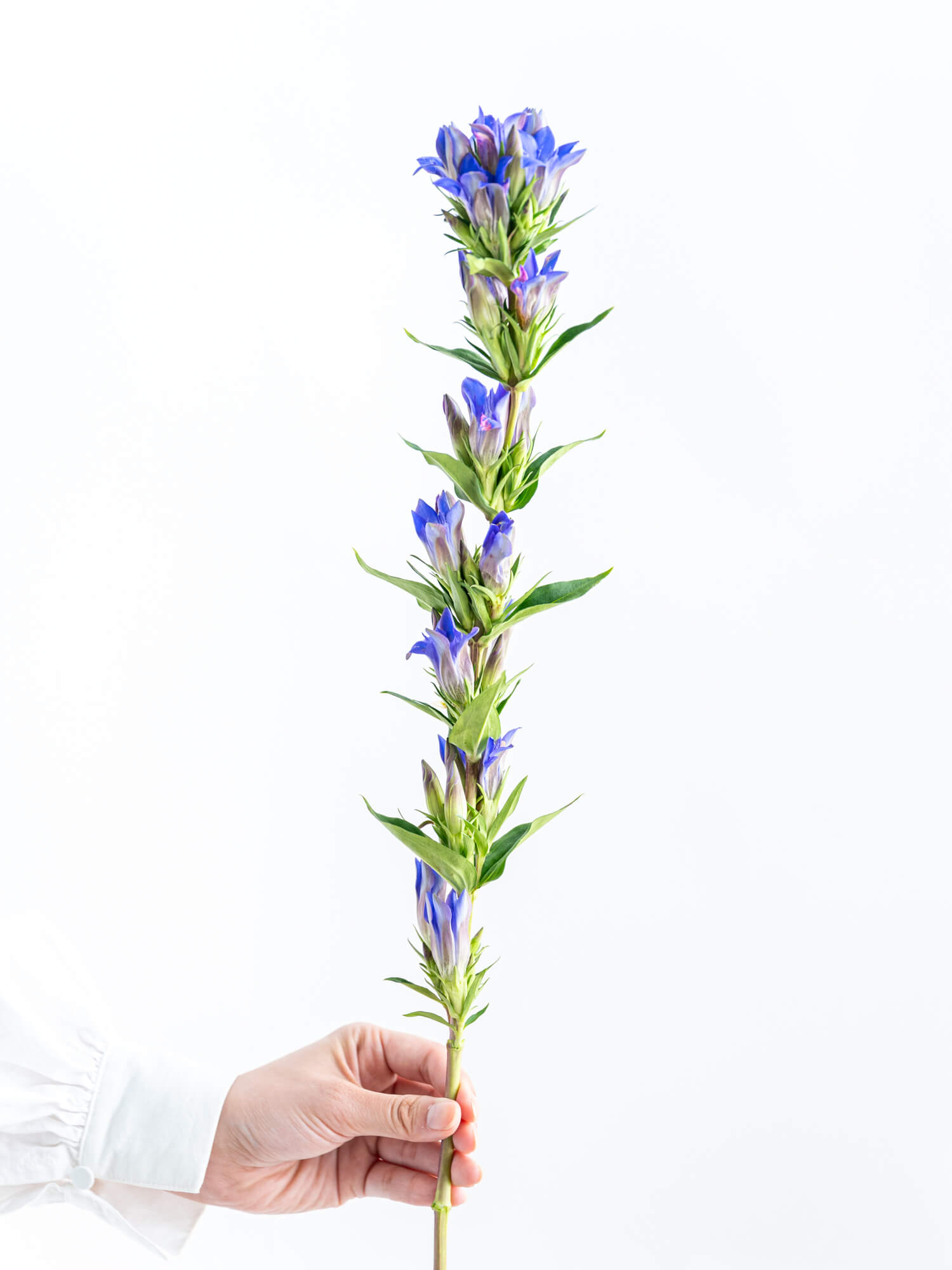 リンドウ（青）笹｜花の仕入れを簡単に。花材の卸通販｜ハナイチ