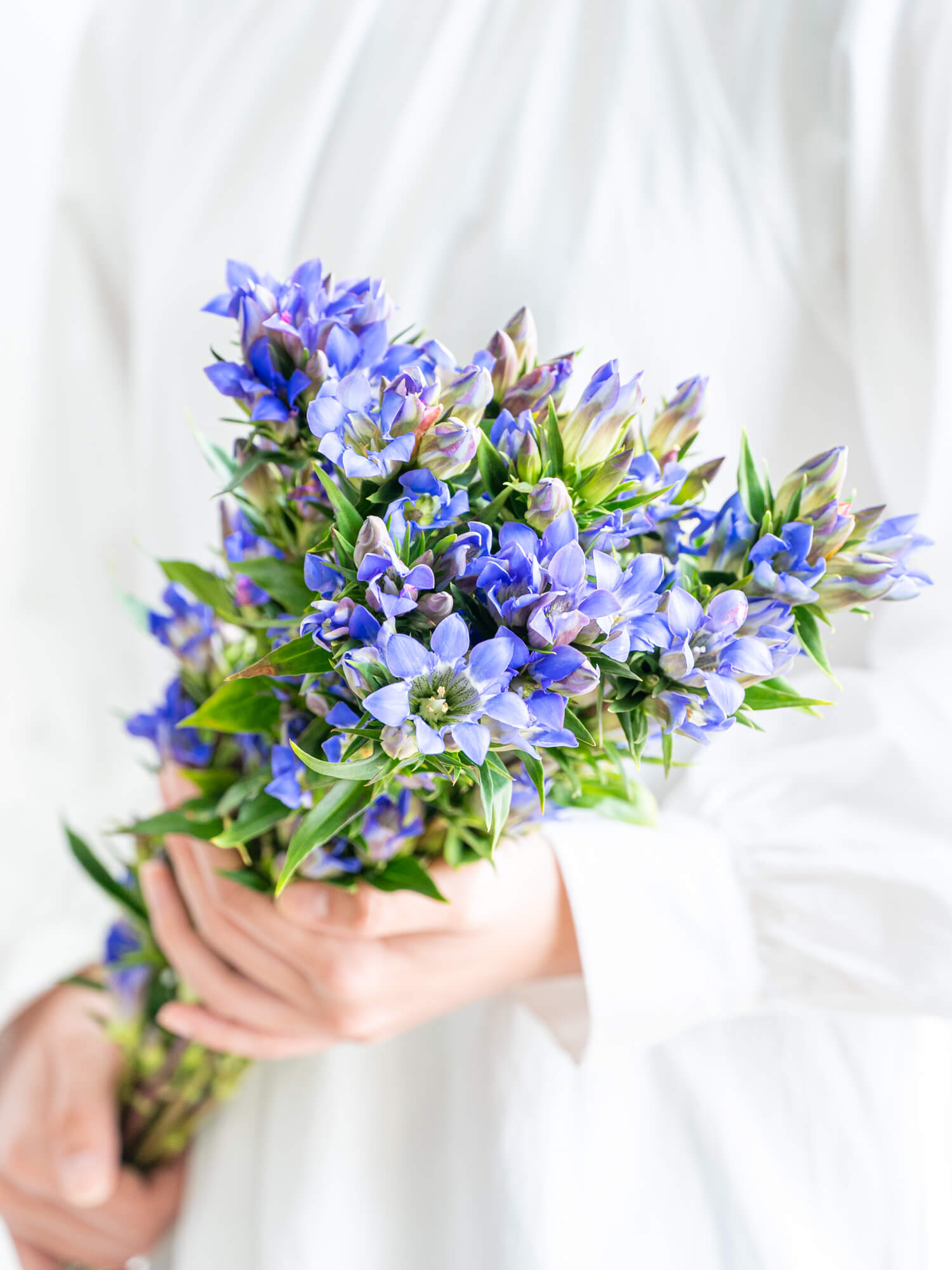 リンドウ（青）笹｜花の仕入れを簡単に。花材の卸通販｜ハナイチ