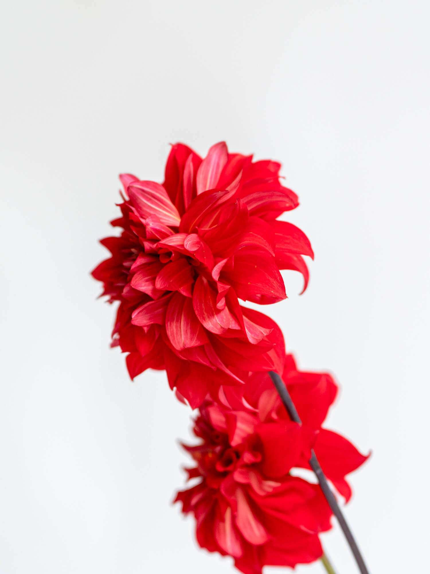 ダリア （赤） ガーネット｜ハナイチ｜花と植物、資材の仕入れサイト