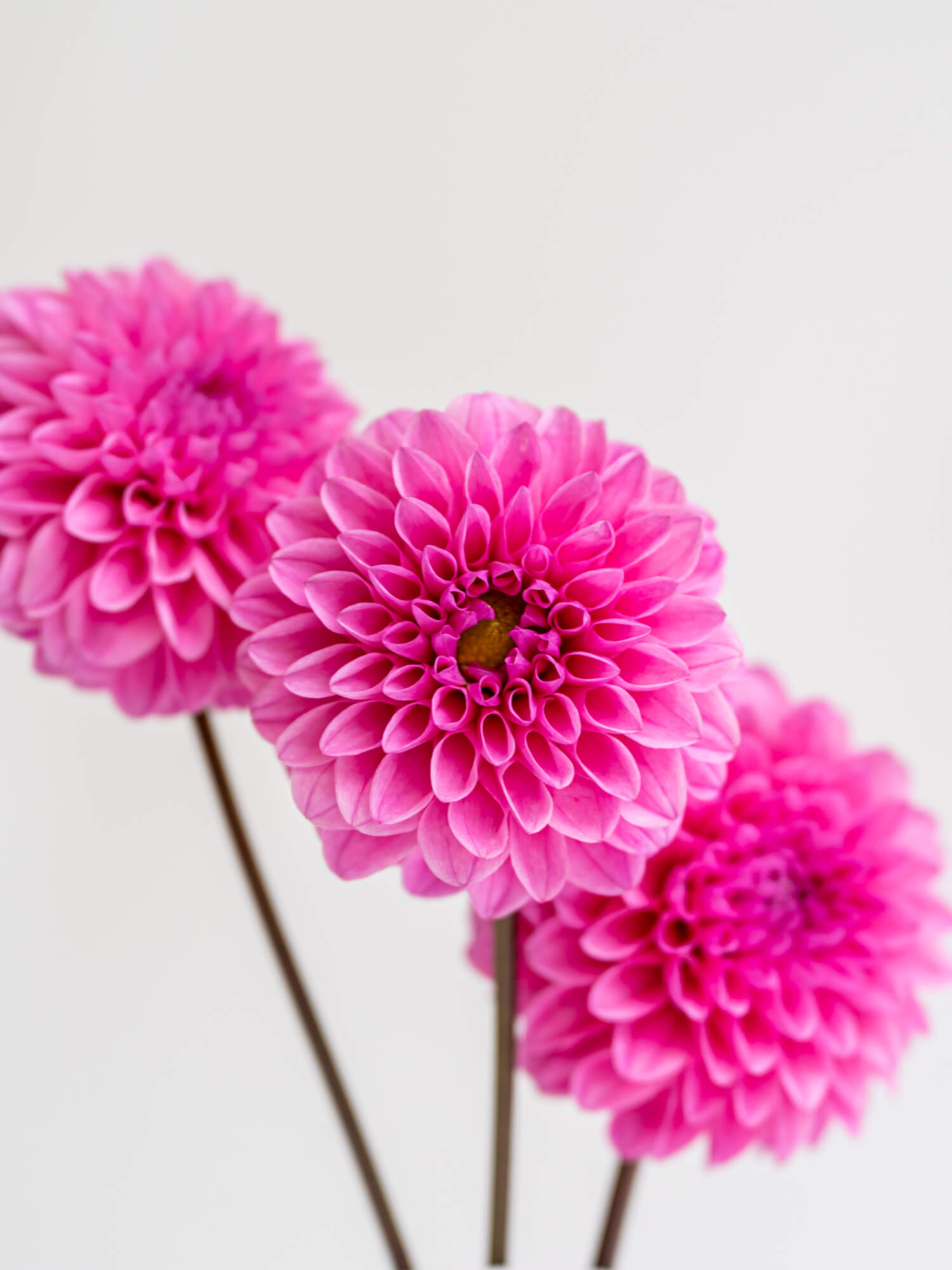 ダリア（濃ピンク）ミッチャン｜花の仕入れを簡単に。花材の卸通販