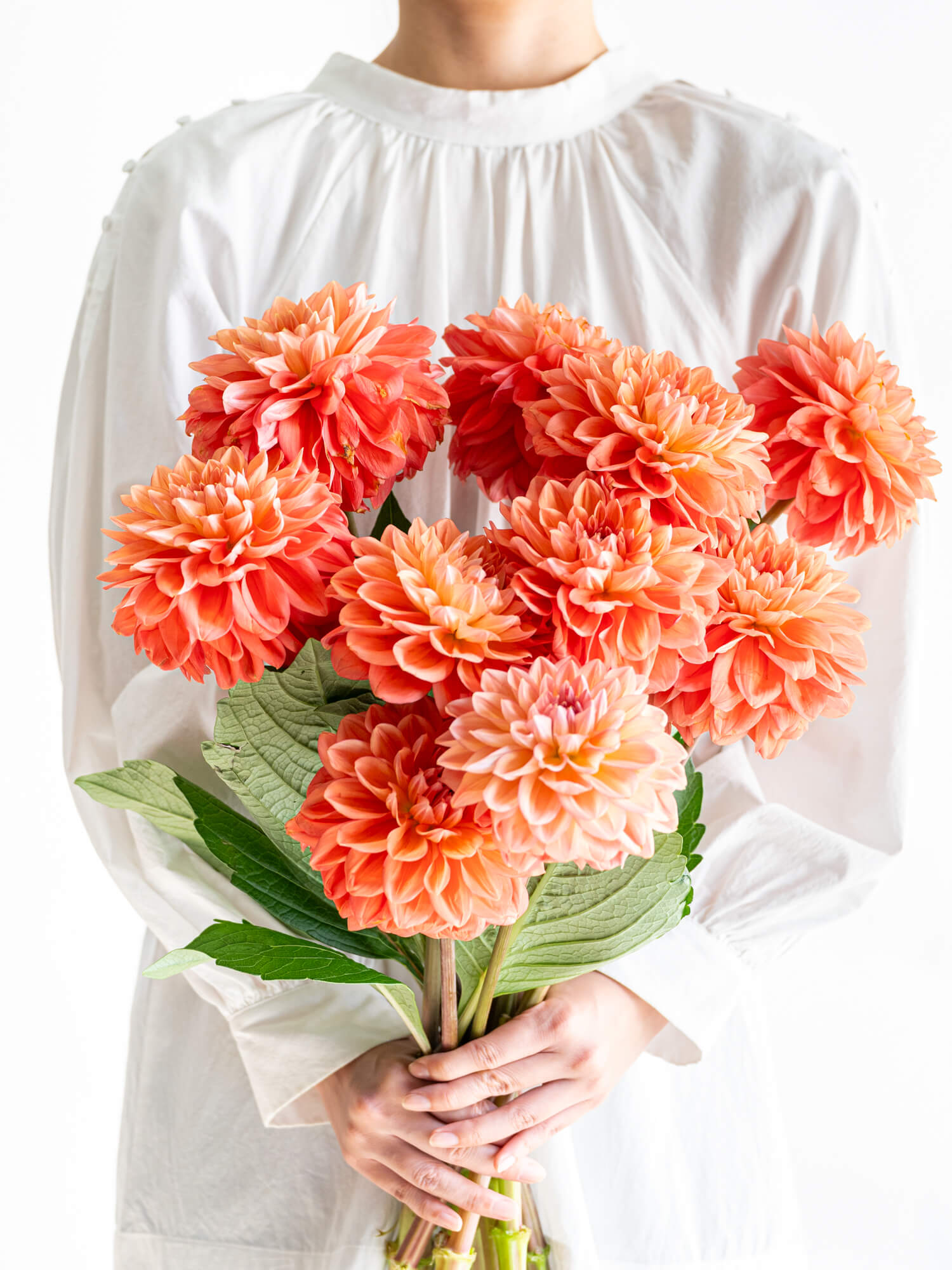 ダリア（複色）NAMAHAGE MOMO｜花の仕入れを簡単に。花材の卸通販