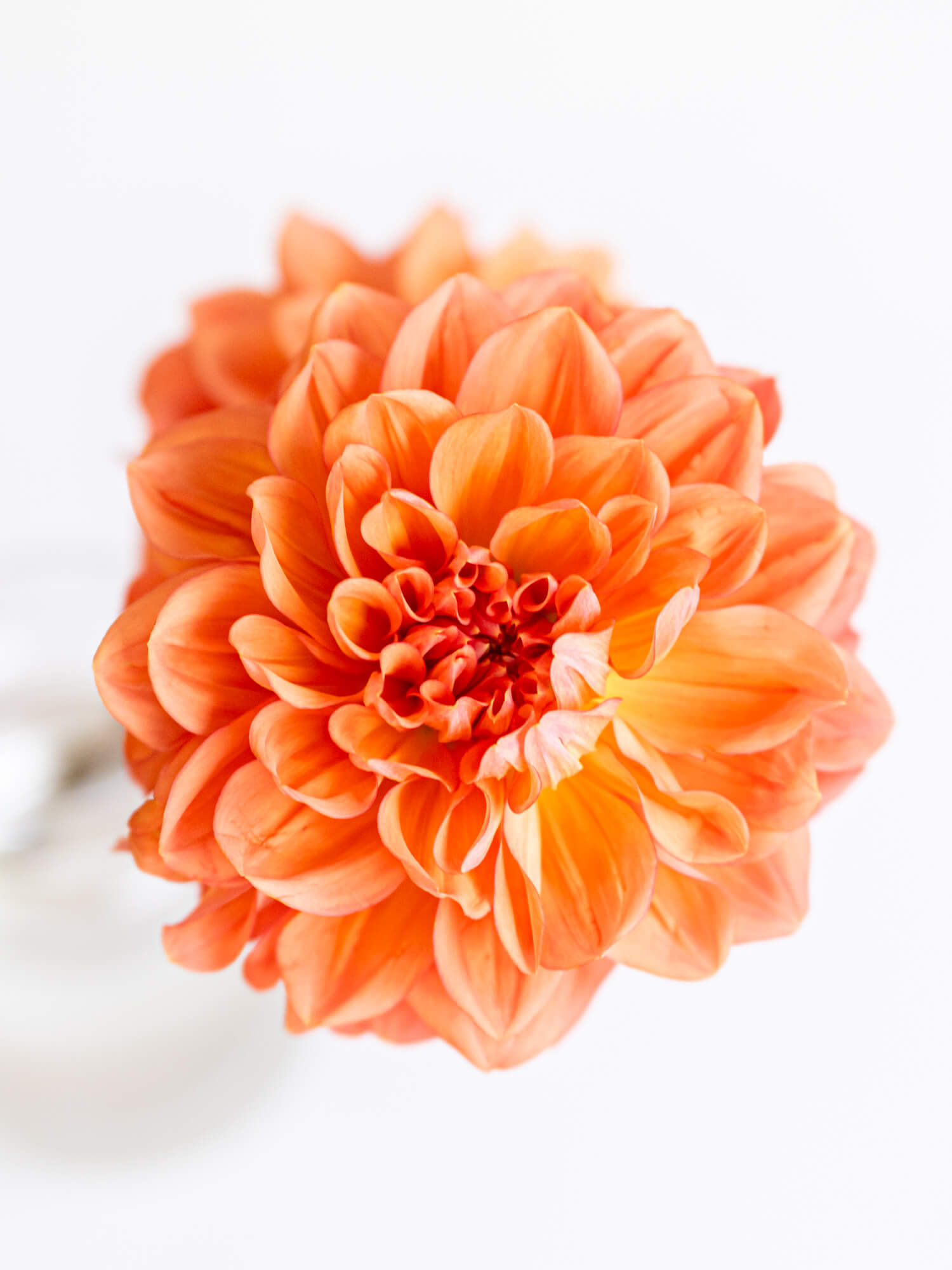 タイムセール】ダリア（オレンジ）｜花の仕入れを簡単に。花材の卸通販