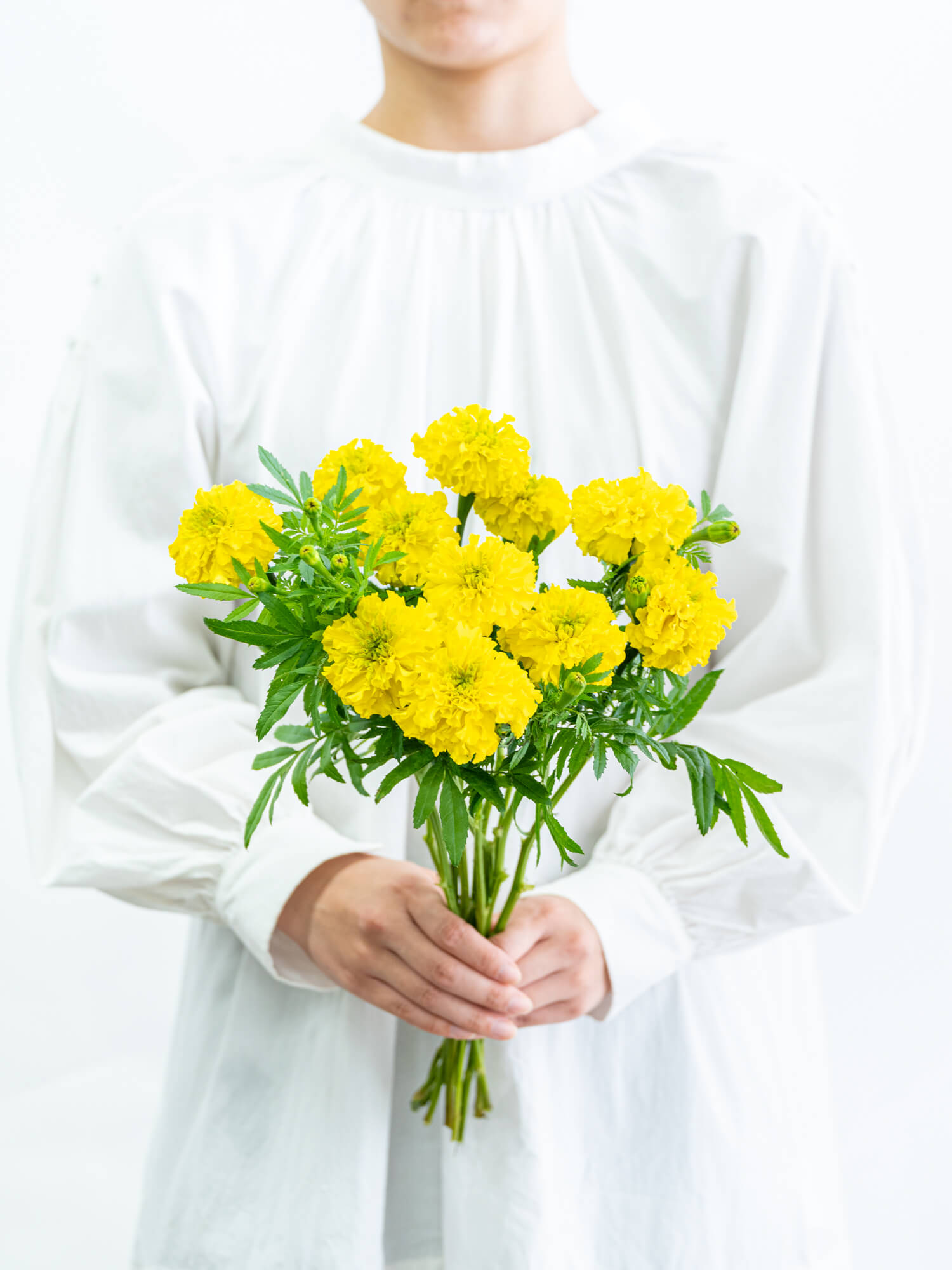 マリーゴールド （黄） アフロイエロー｜ハナイチ｜花と植物、資材の