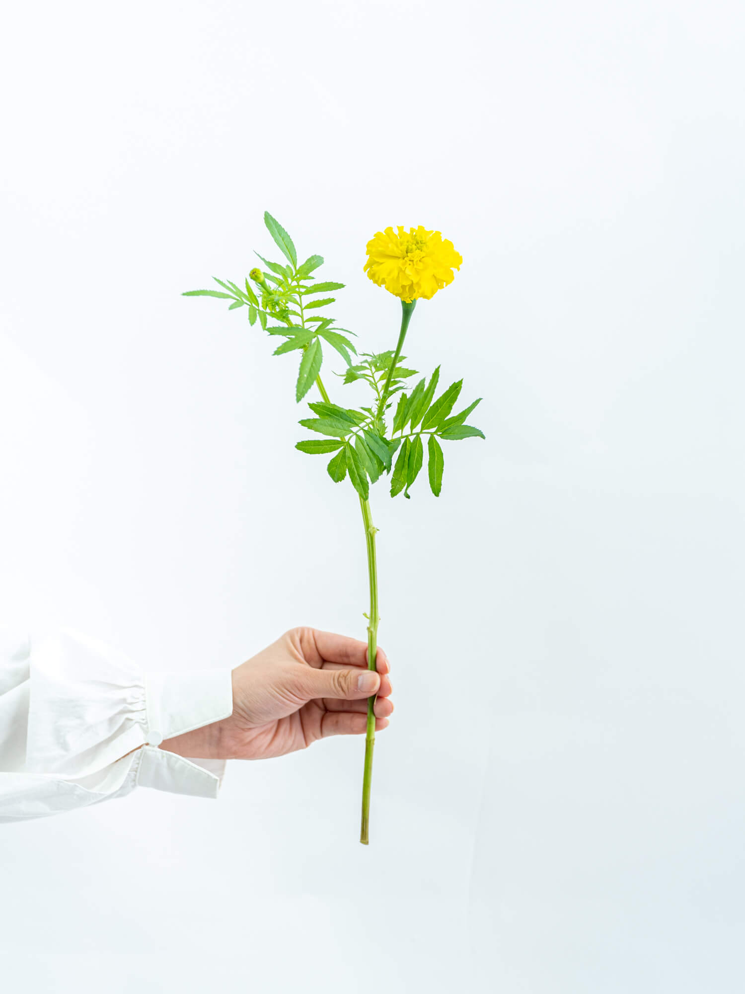 マリーゴールド （黄） アフロイエロー｜ハナイチ｜花と植物、資材の