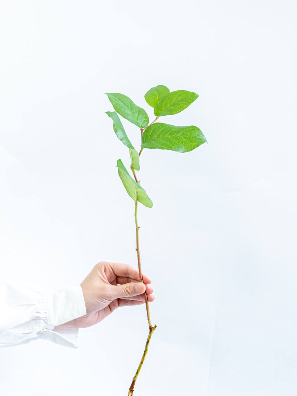 レモンリーフ（緑）おまかせ品種｜花の仕入れを簡単に。花材の卸通販