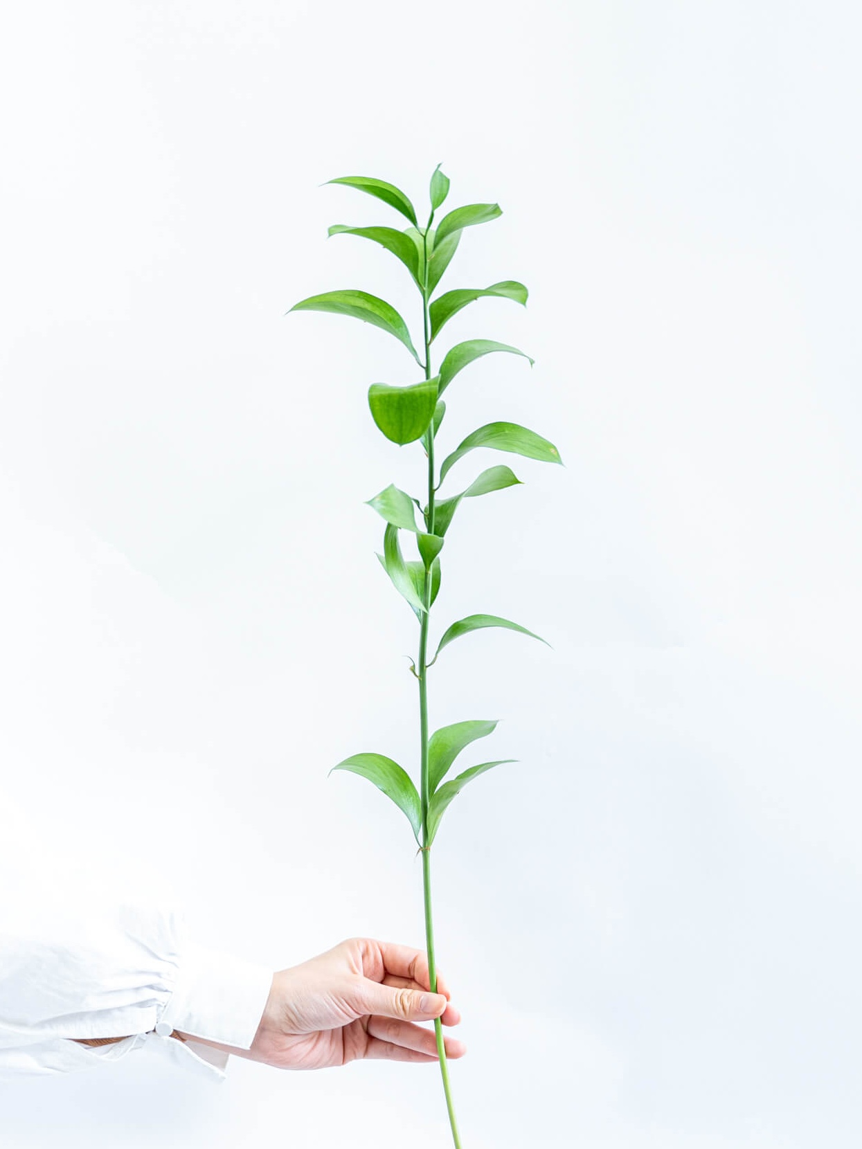 ルスカス（緑）おまかせ品種｜花の仕入れを簡単に。花材の卸通販｜ハナイチ