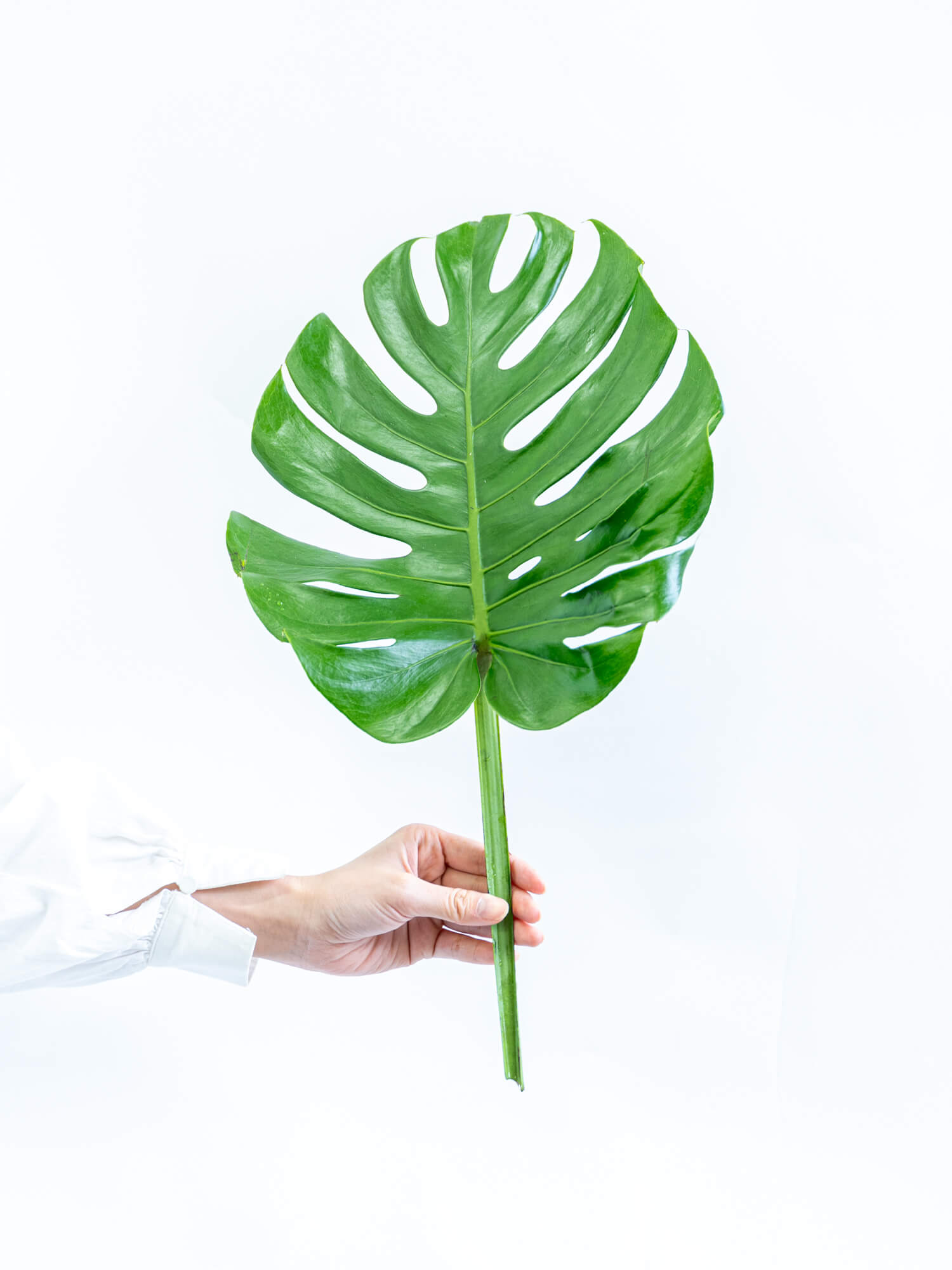 レモンリーフ（緑）おまかせ品種｜花の仕入れを簡単に。花材の卸通販