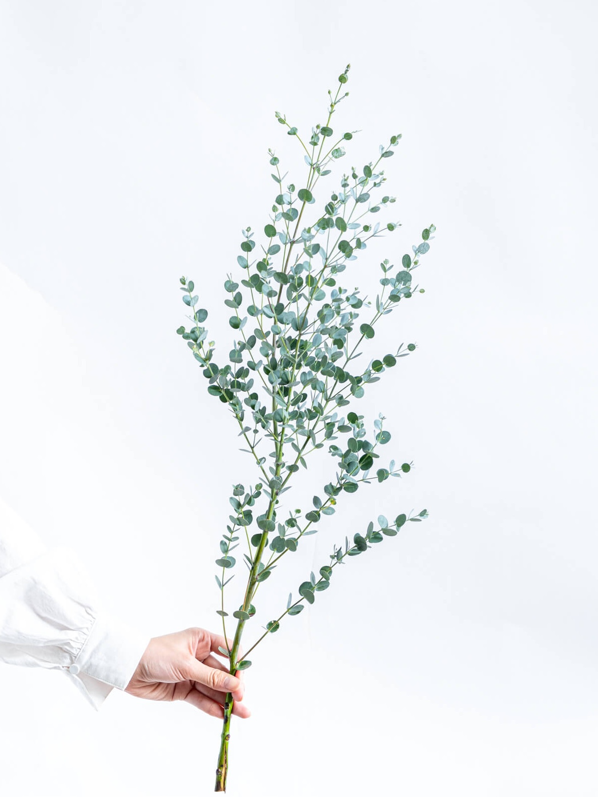 ユーカリ（緑）ポポラスベリー｜花の仕入れを簡単に。花材の卸通販