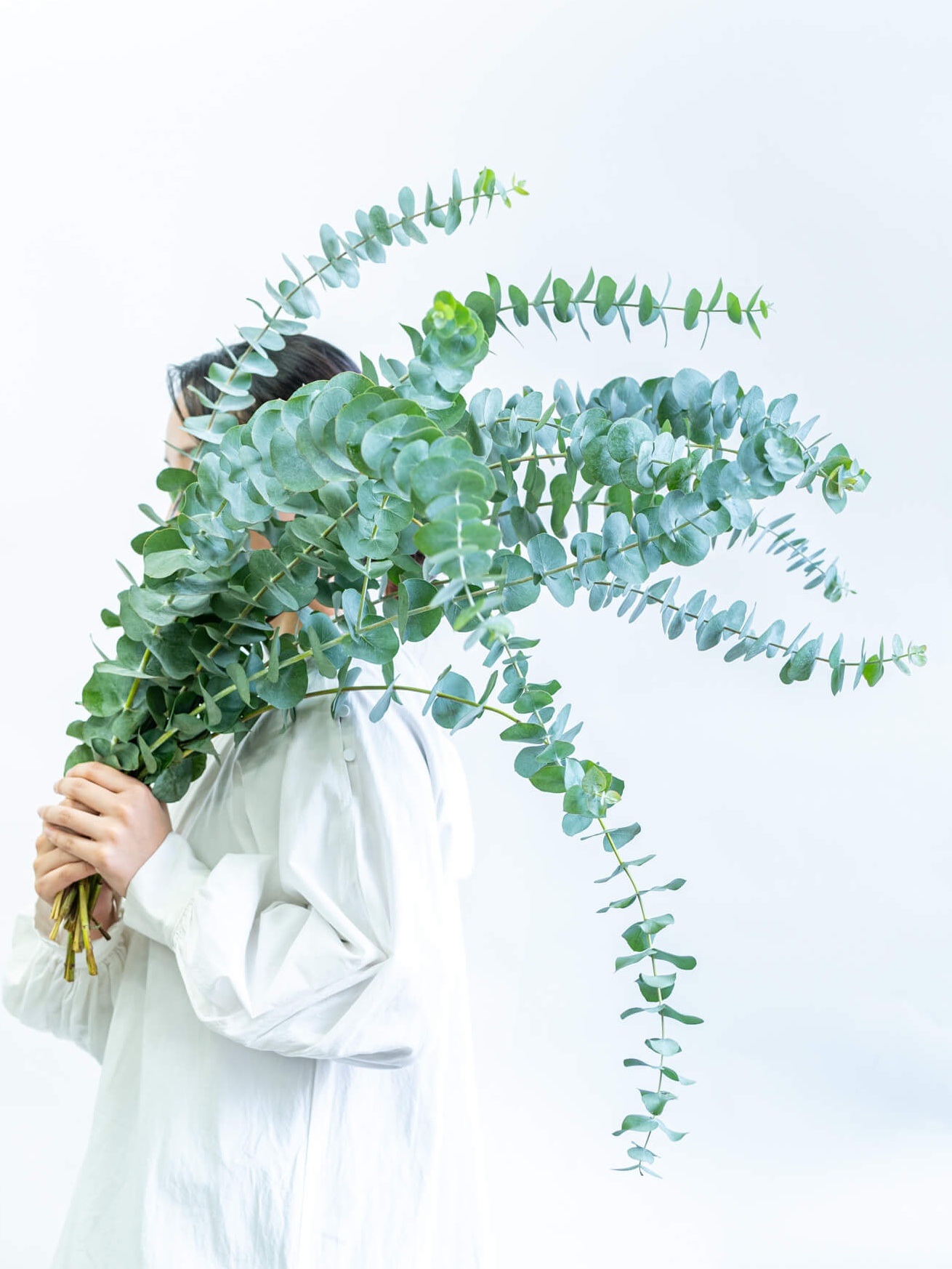 アカシア（緑）｜花の仕入れを簡単に。花材の卸通販｜ハナイチ