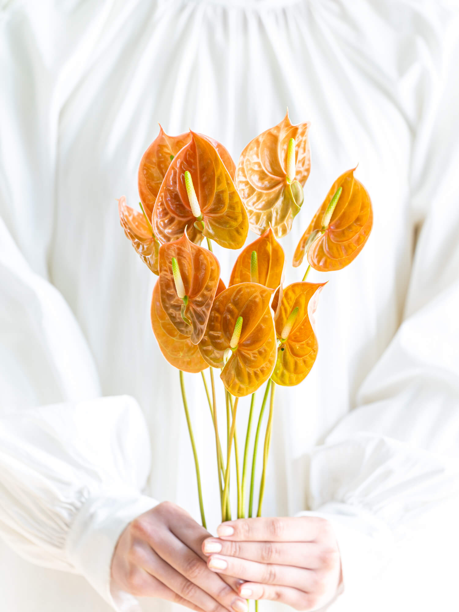 アンスリウム（茶）テラ｜ハナイチ｜花と植物、資材の仕入れサイト