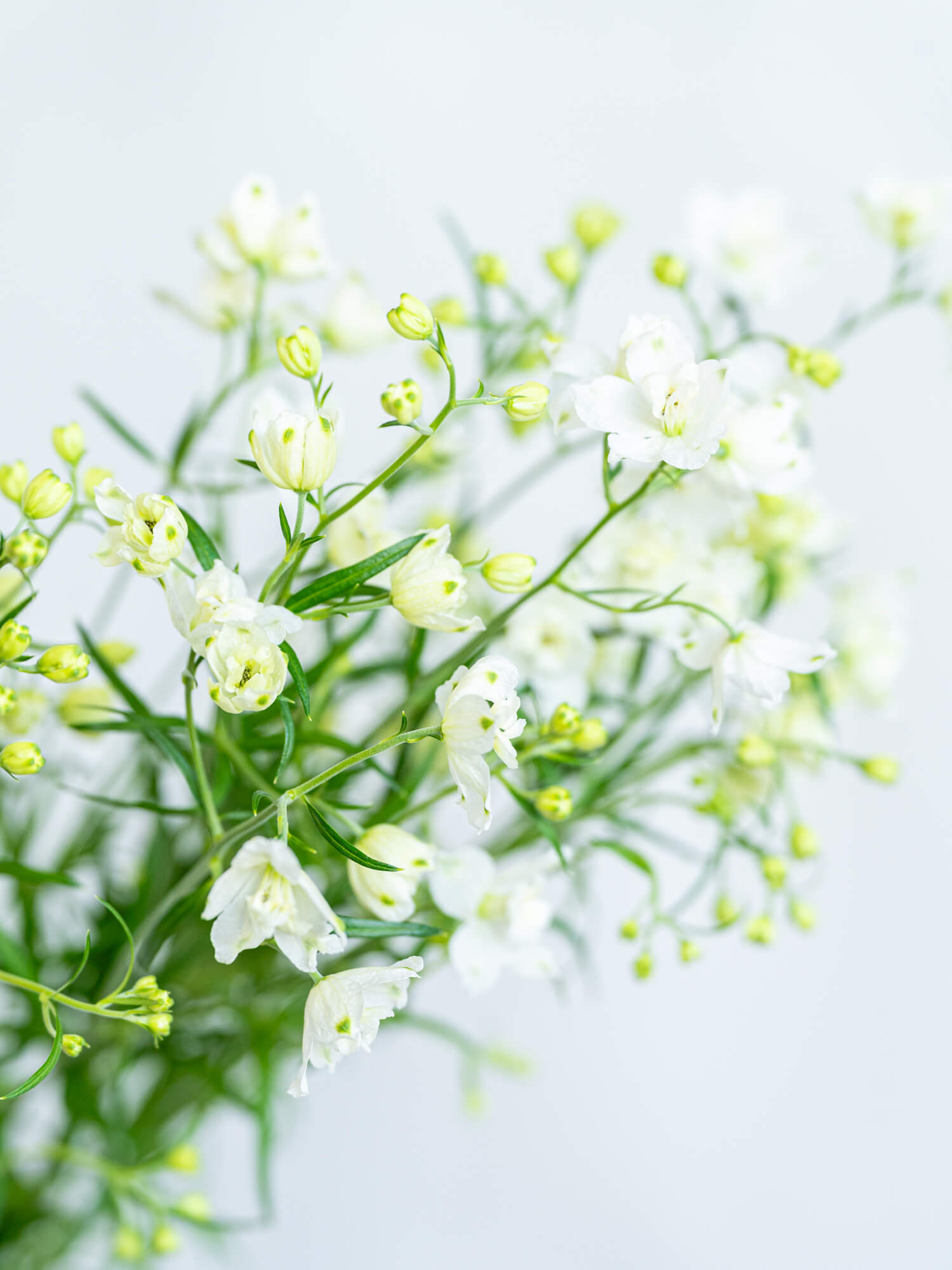 デルフィニュームSP（白）SPピクシーホワイト｜ハナイチ｜花と植物