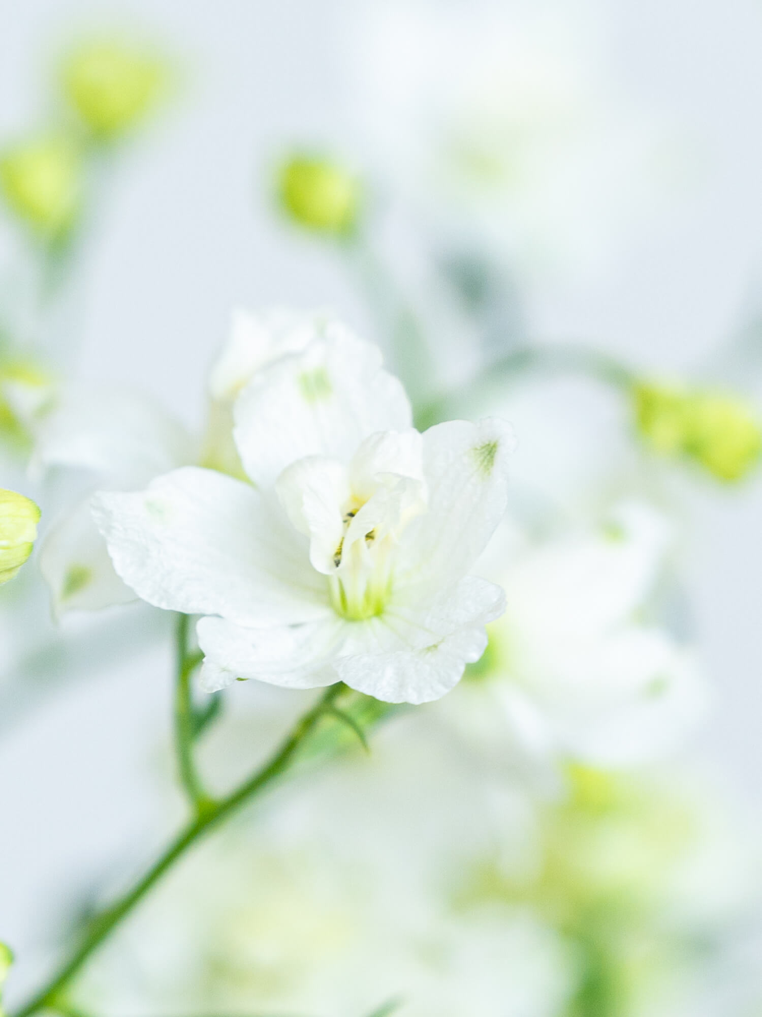 デルフィニュームSP（白）SPピクシーホワイト｜花の仕入れを簡単に。花