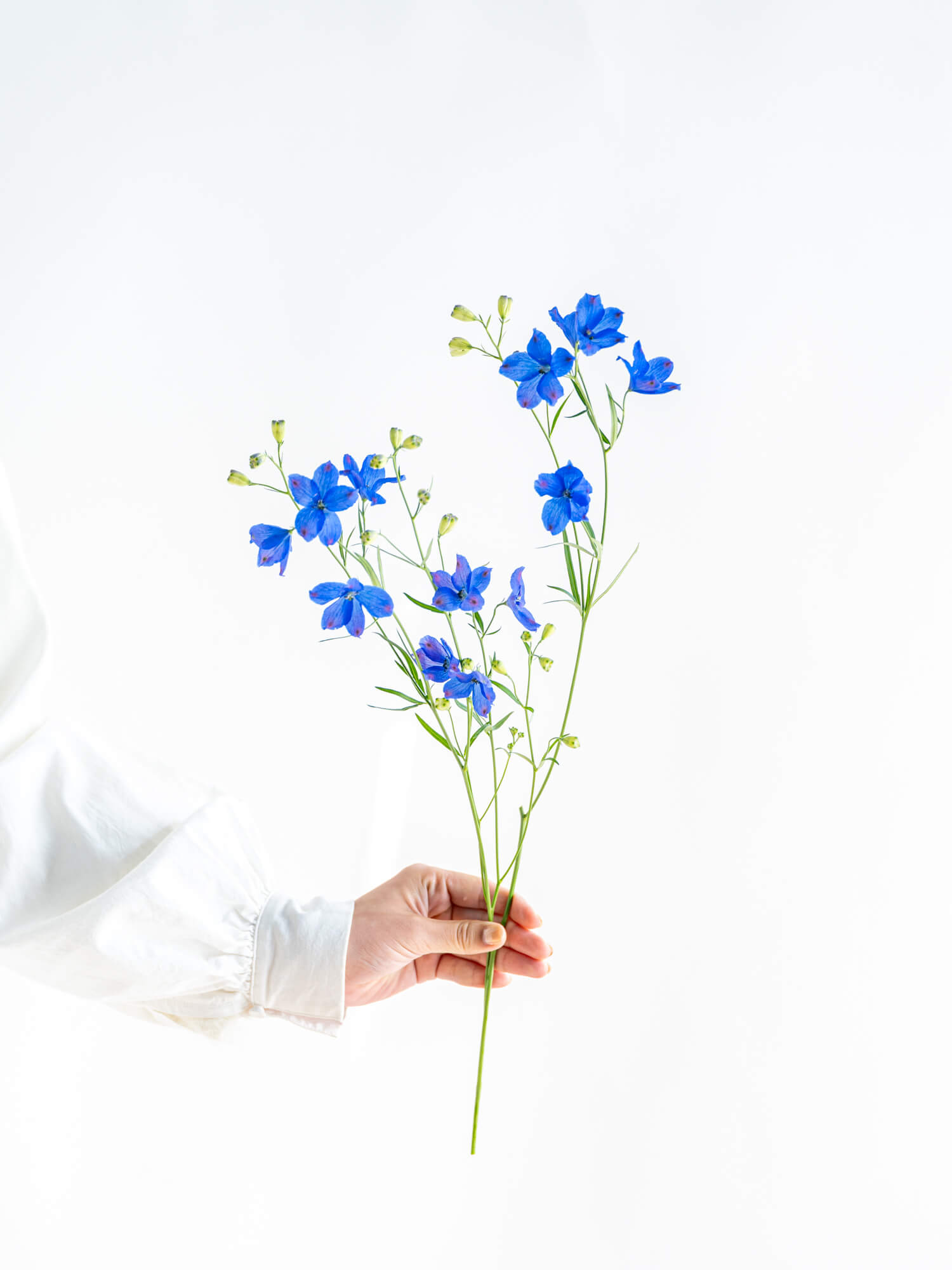 デルフィニュームSP（青）SPスーパーグランブルー｜ハナイチ｜花と植物