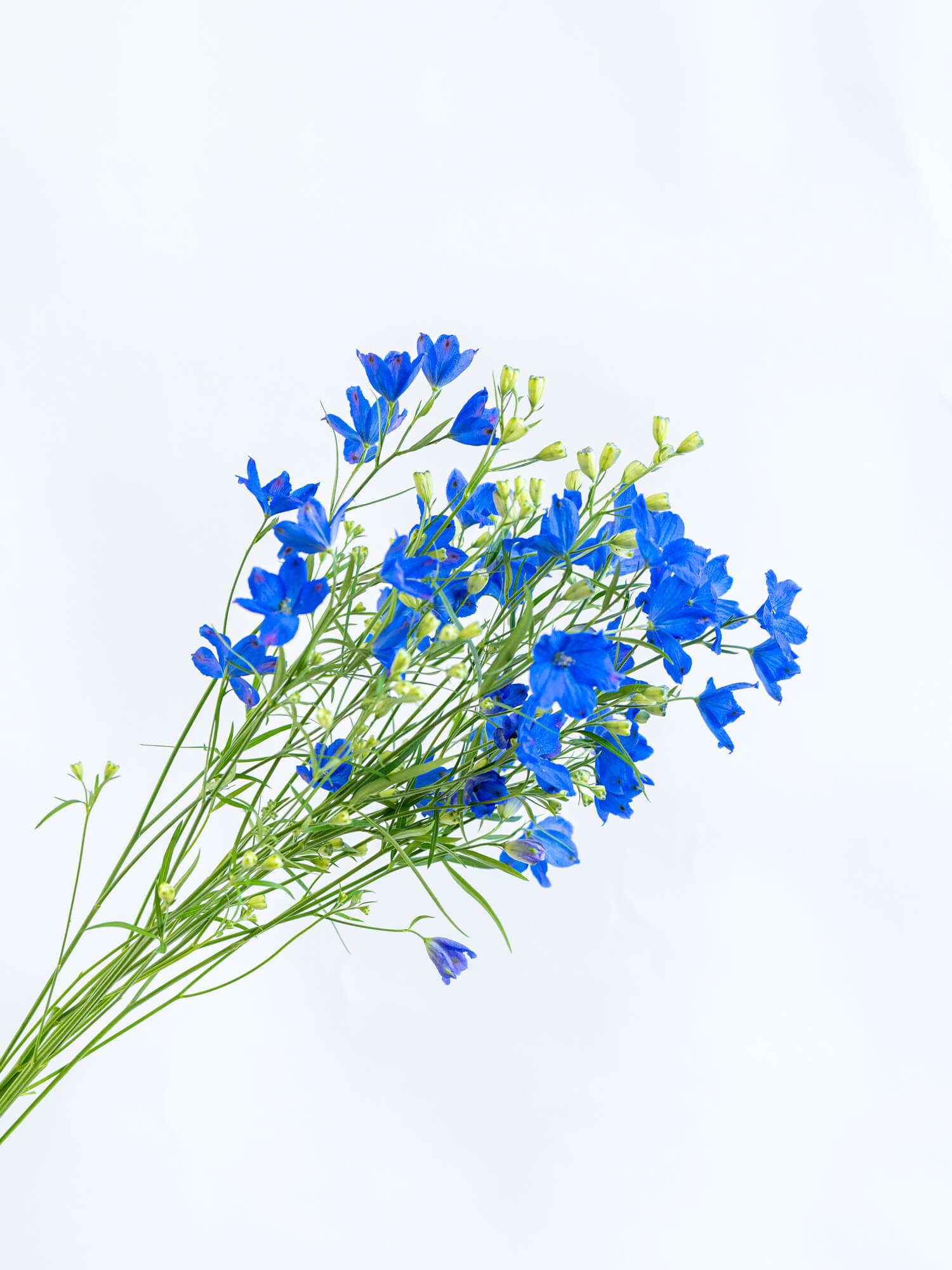 デルフィニュームSP（青）SPスーパーグランブルー｜ハナイチ｜花と植物