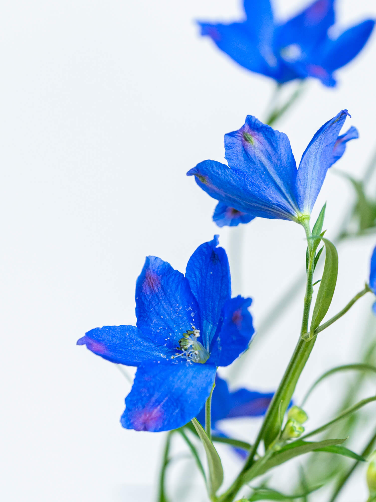 【緊急お値下げ】Staub ワナベ グランブルー フルールドリス ダイヤモンド 最終お値下げ】Staub ワナベ XL グランブルー フルール ド リス レア