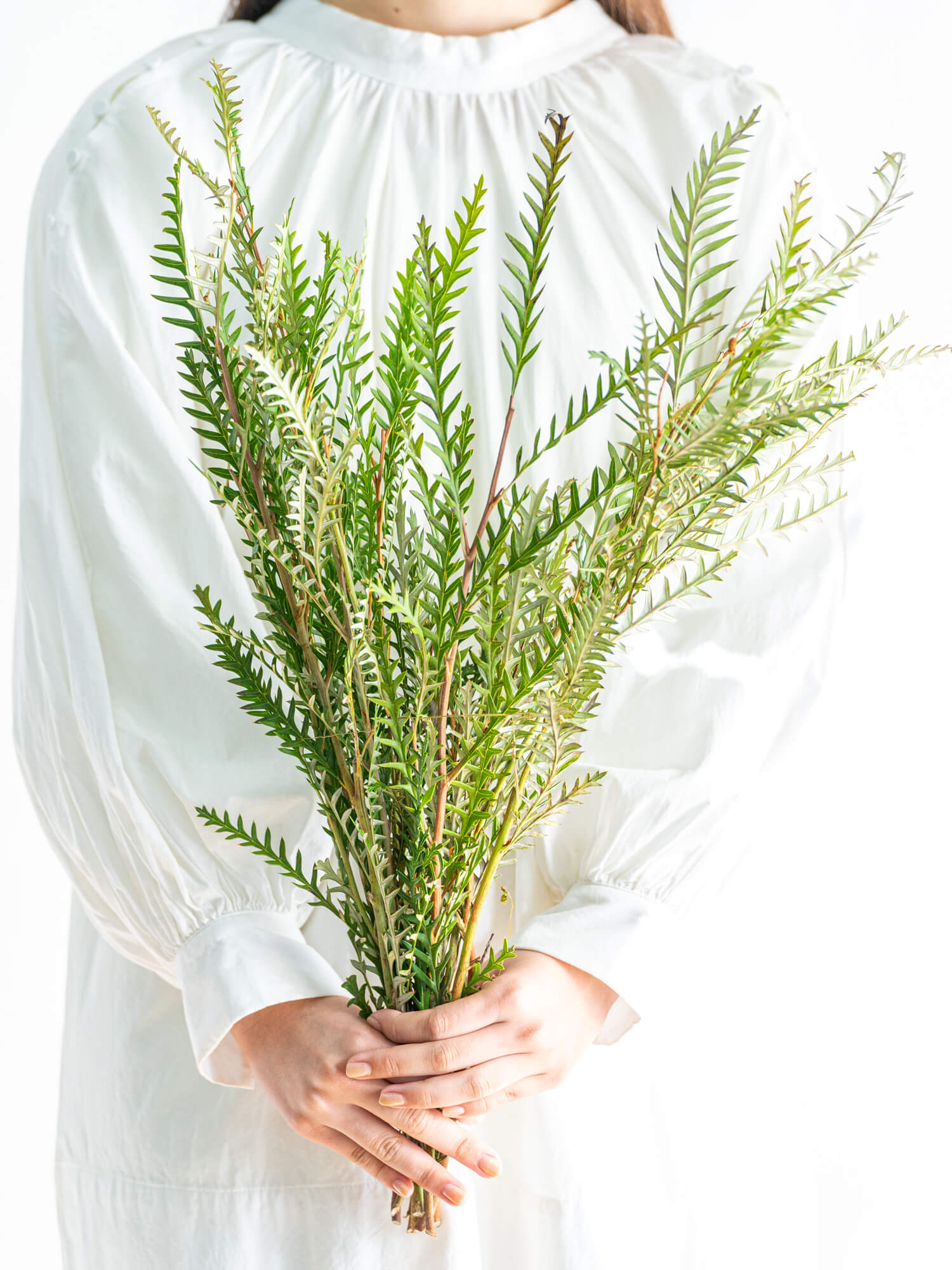 グレビレア（その他）アイヴァンホー｜ハナイチ｜花と植物、資材の