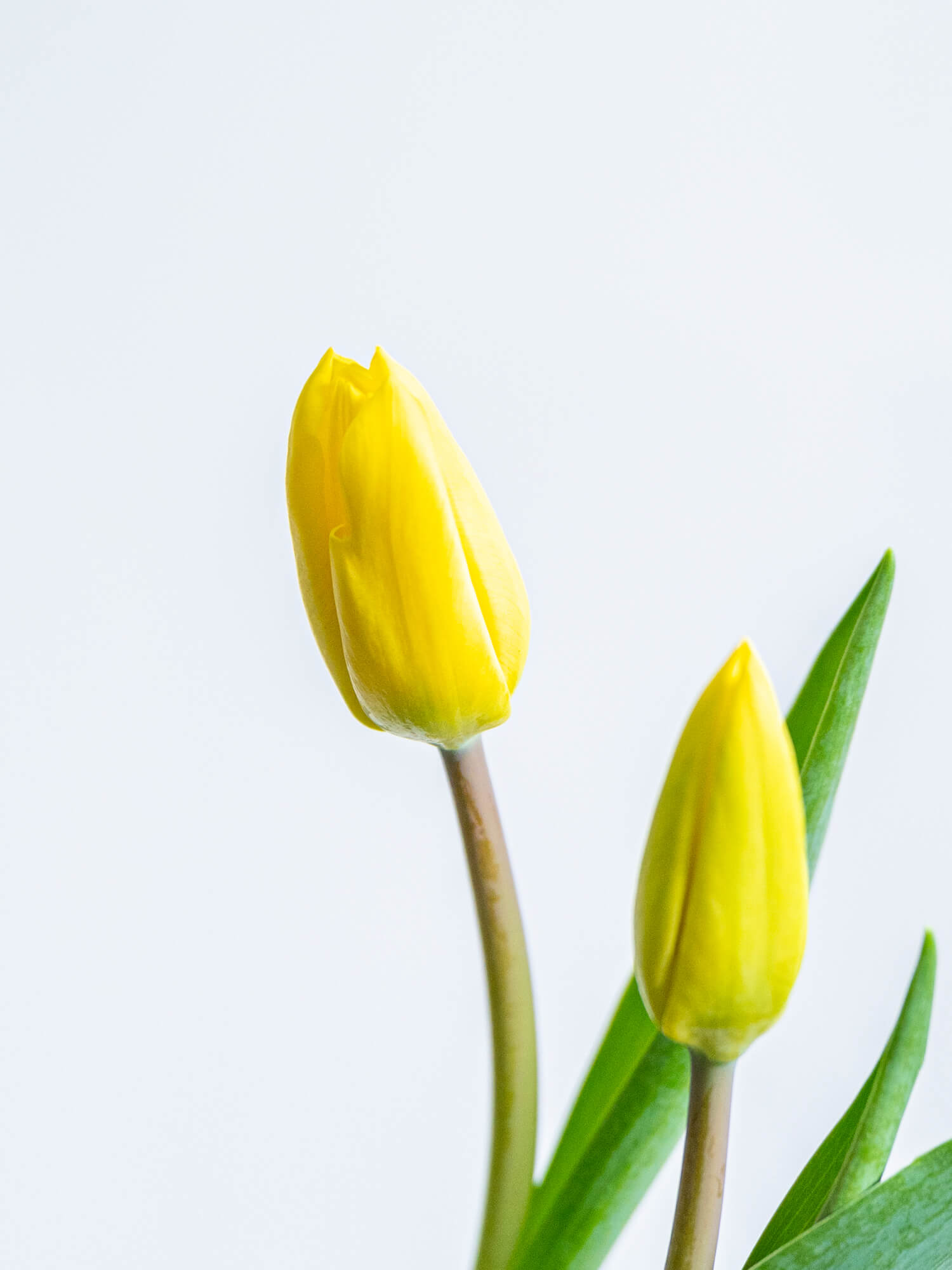 チューリップ（黄）イエローフライト｜花の仕入れを簡単に。花材の卸