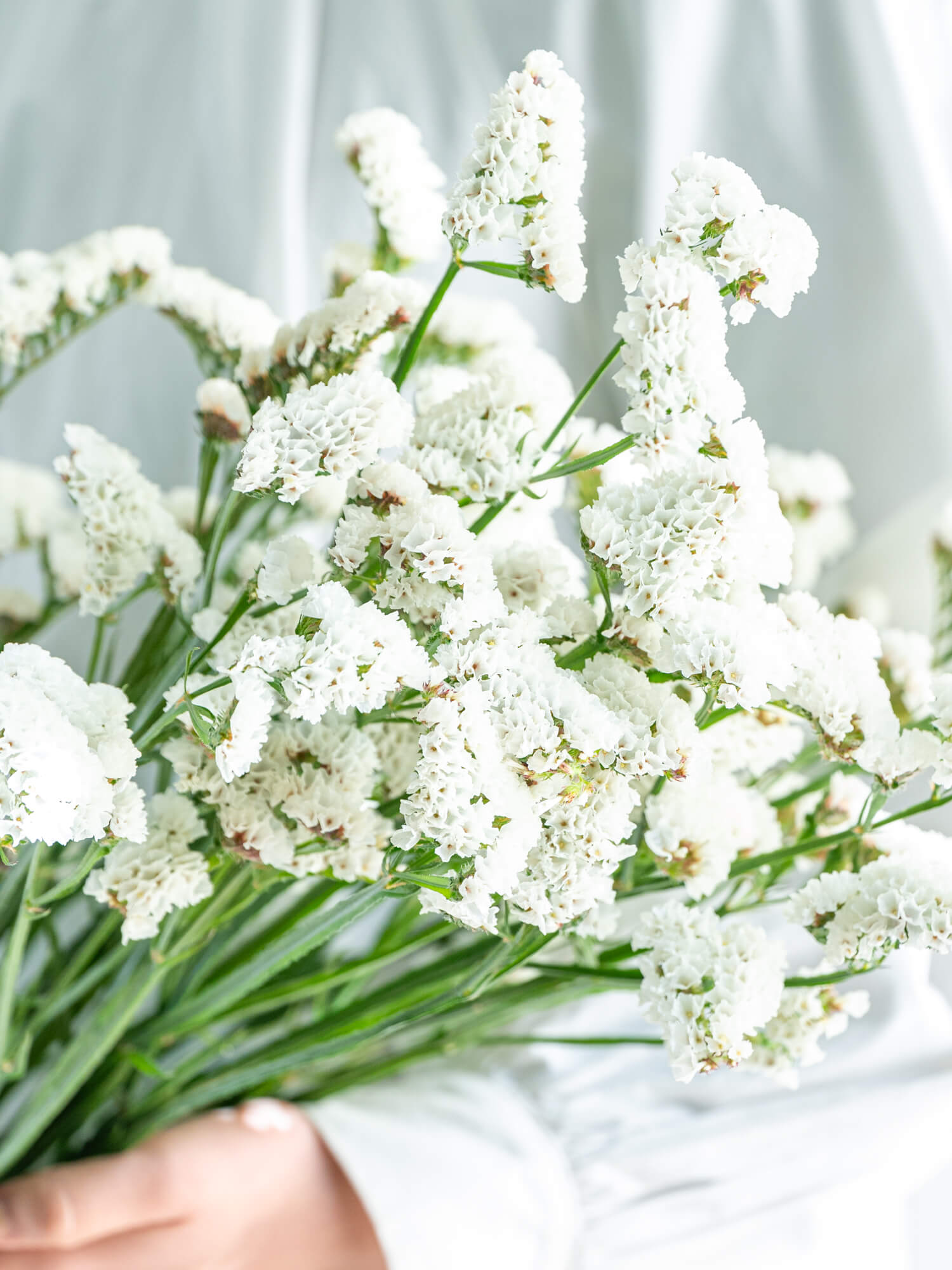 スターチス （白） ジュエリーホワイト｜ハナイチ｜花と植物