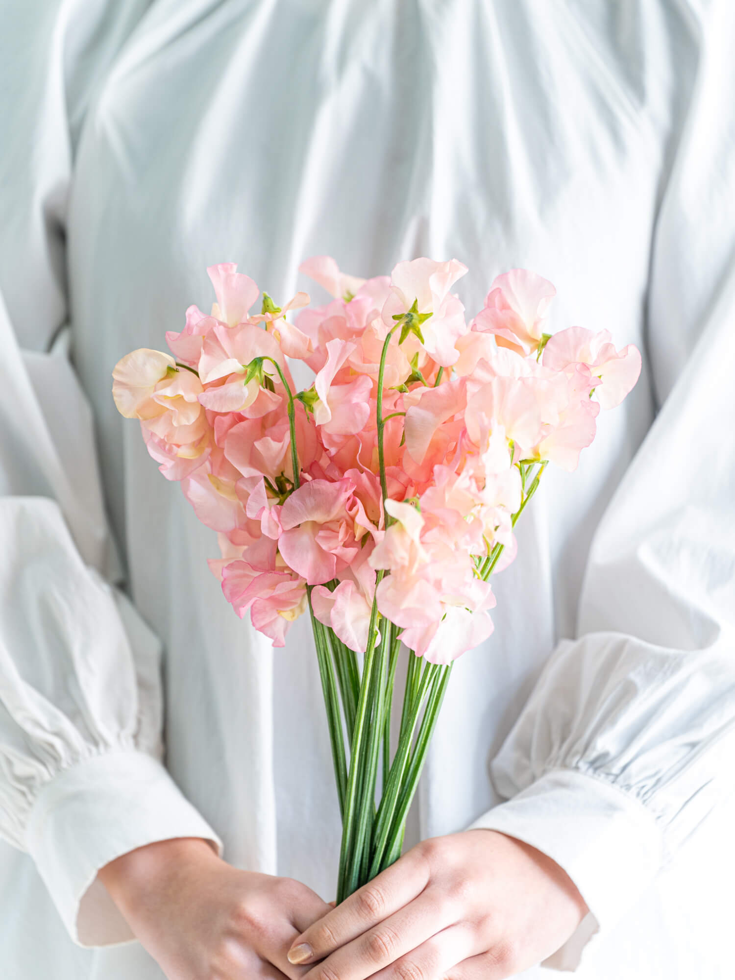スイートピー （淡ピンク） コーラルピンク｜ハナイチ｜花と植物、資材
