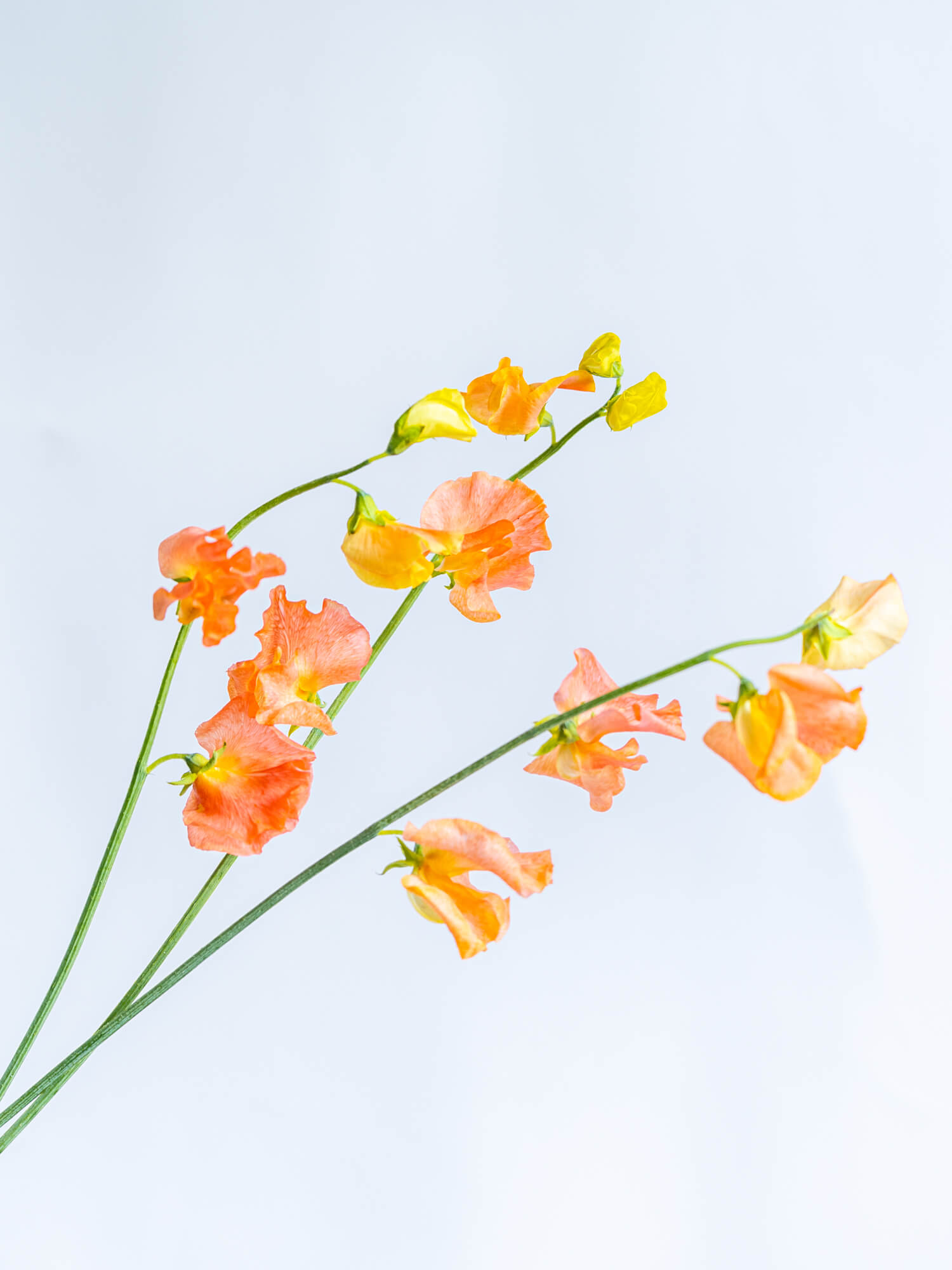 スイートピー （オレンジ）｜ハナイチ｜花と植物、資材の仕入れ