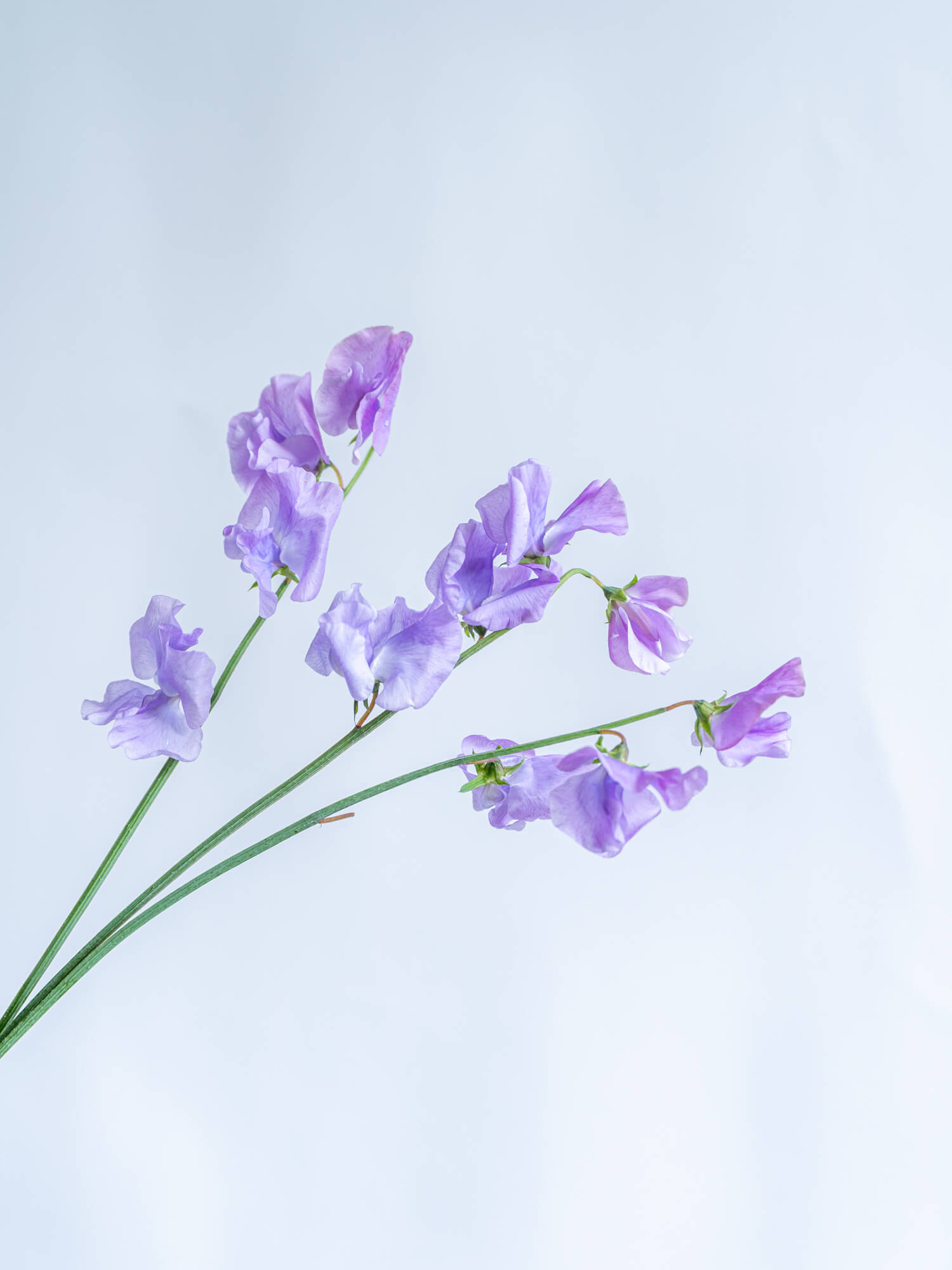 シークレット】Nommi V8 米宝 ベイビースイートハート 紫 Nommi