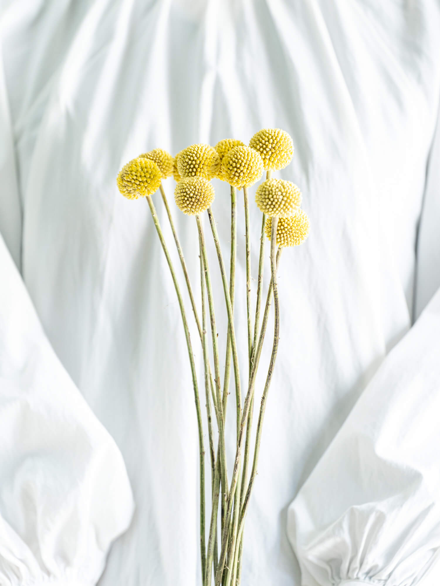 グラスペディア （黄） グラスペディア｜ハナイチ｜花と植物、資材の