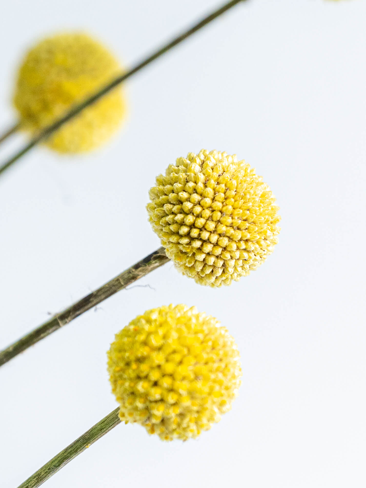 グラスペディア （黄） グラスペディア｜ハナイチ｜花と植物、資材の