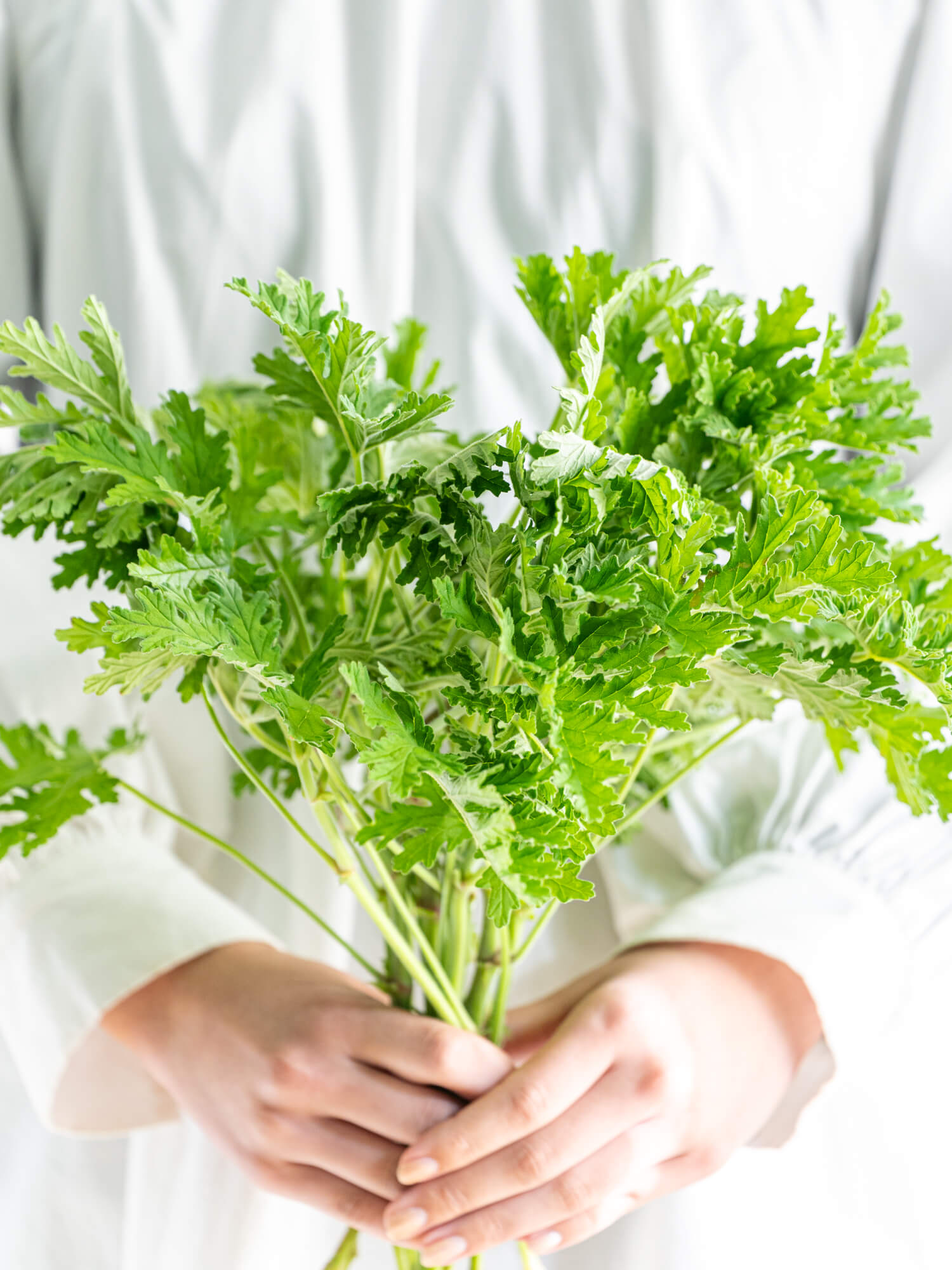 レモンリーフ（緑）チップ｜花の仕入れを簡単に。花材の卸通販｜ハナイチ