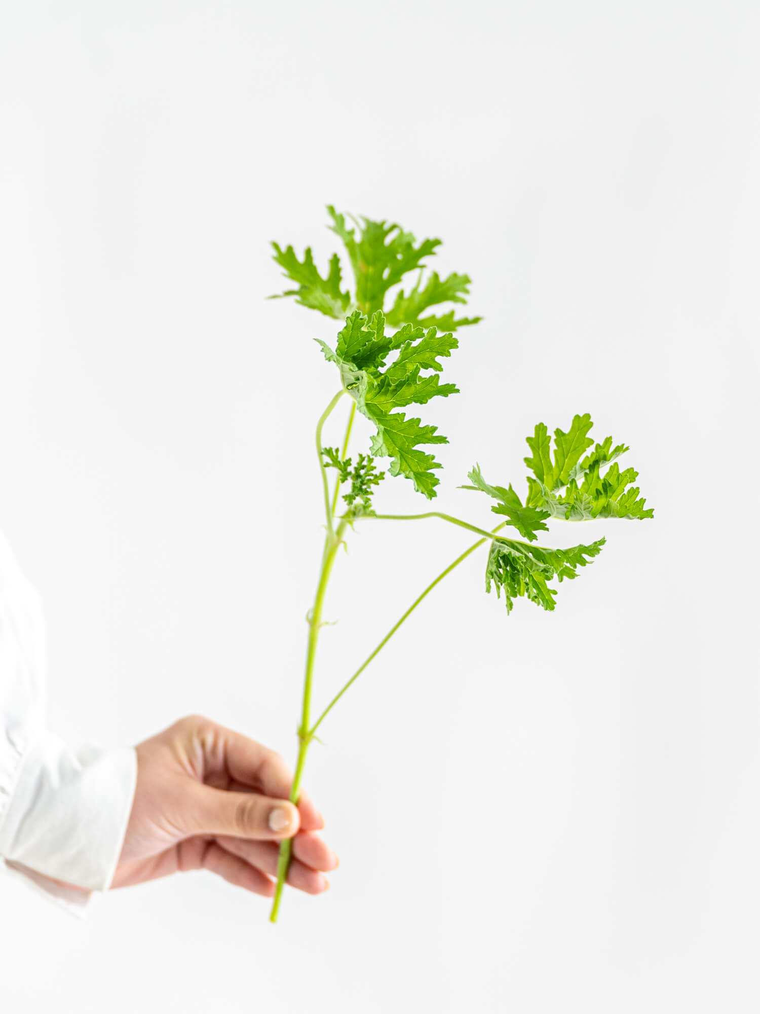 ドウダンツツジ（緑）｜花の仕入れを簡単に。花材の卸通販｜ハナイチ