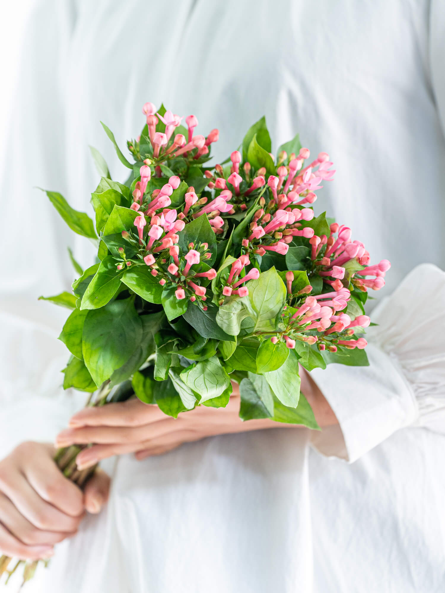 ブバリア （ピンク） 東京スター｜ハナイチ｜花と植物、資材の