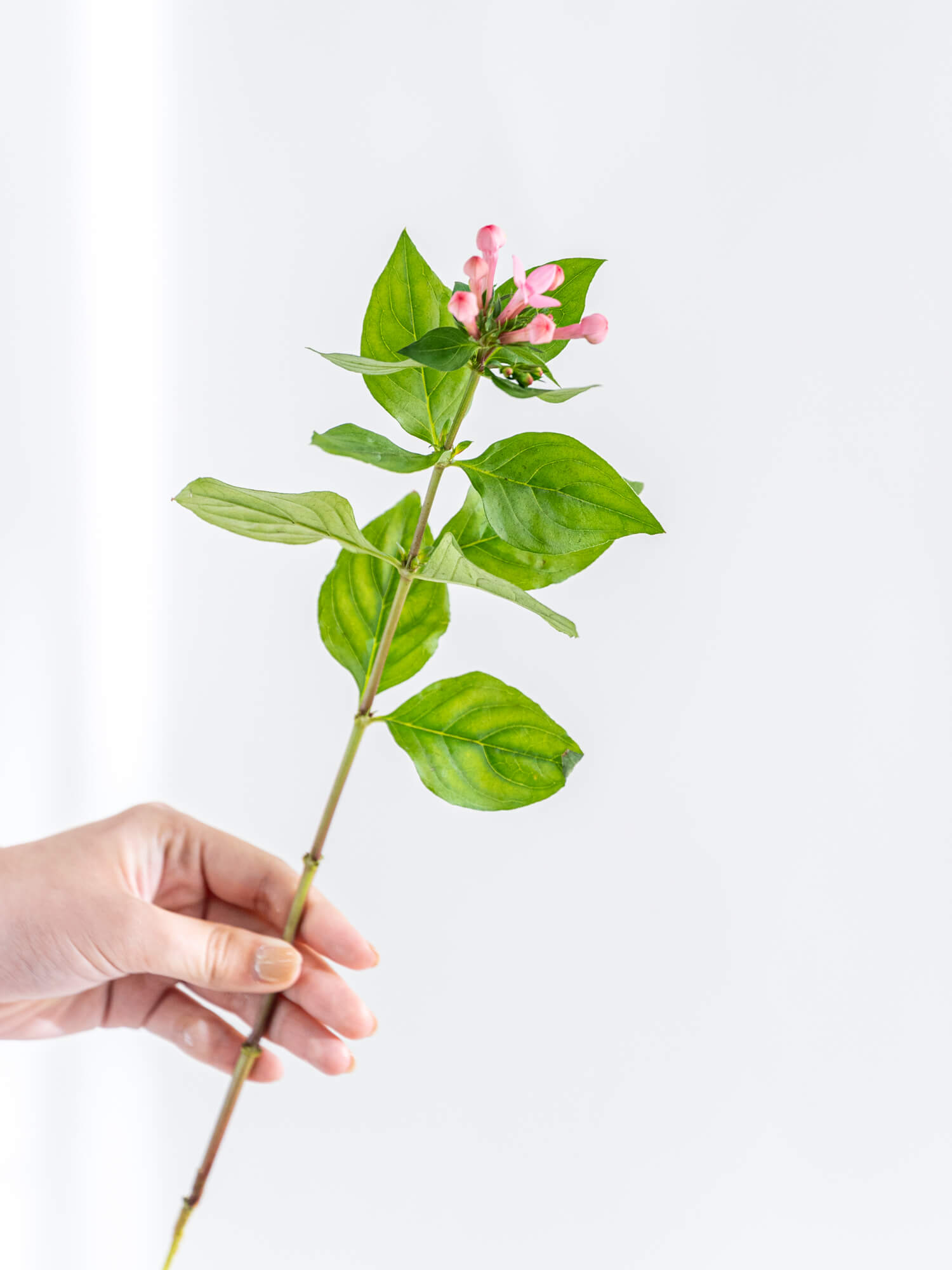 ブバリア様 ブバリア （ピンク） 東京スター｜ハナイチ｜花と植物、資材の