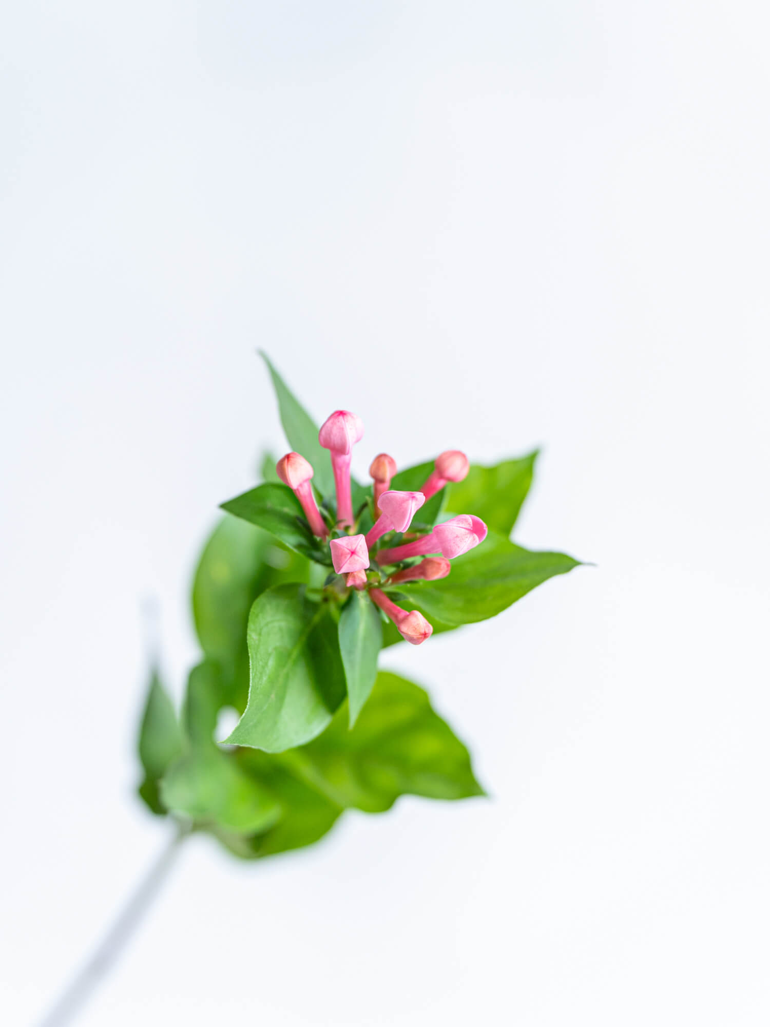 ブバリア （ピンク） 東京スター｜ハナイチ｜花と植物、資材の