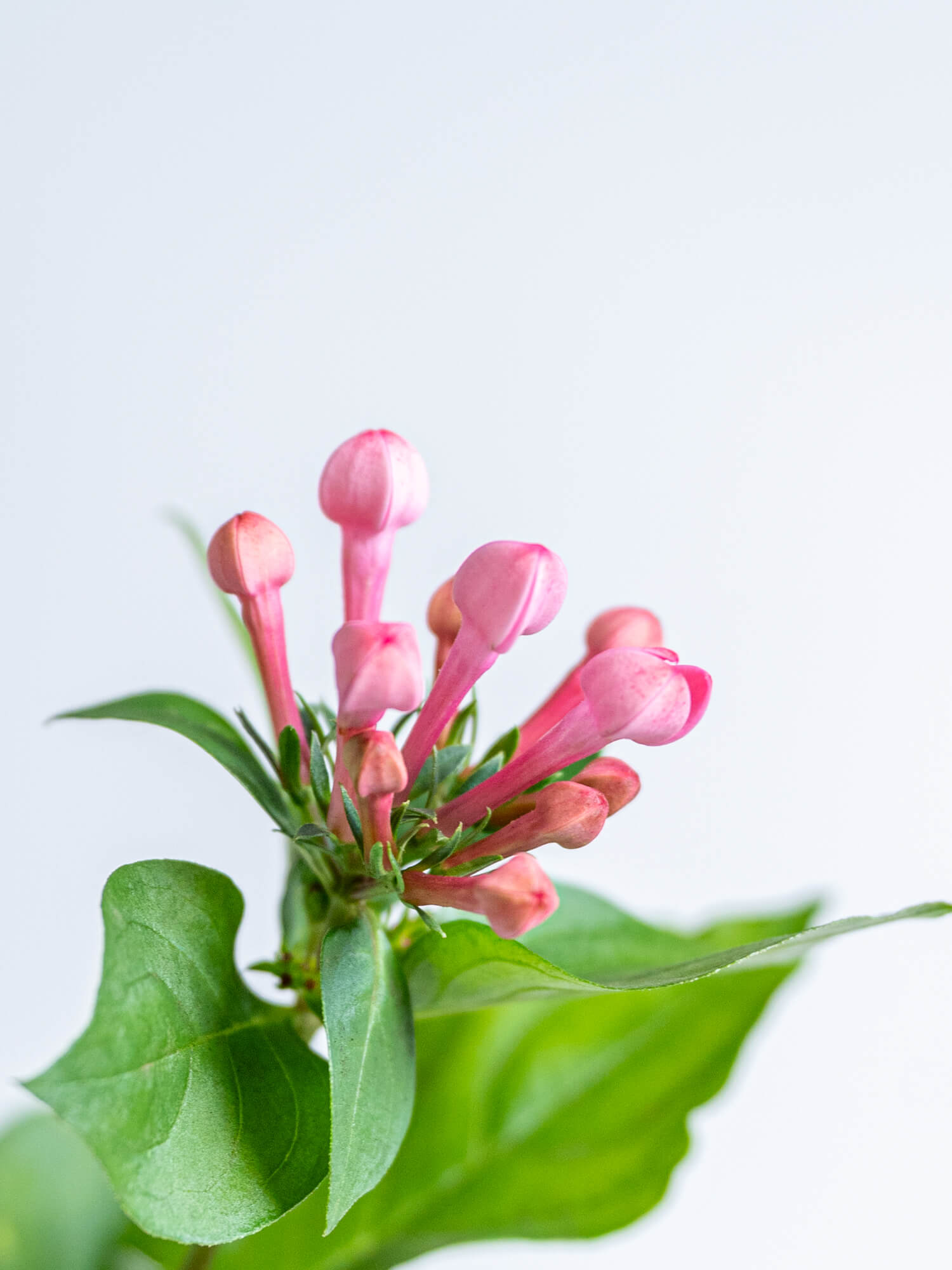 ブバリア様 ブバルディア新品種の名前が決定しました！！ | 東京農林水産