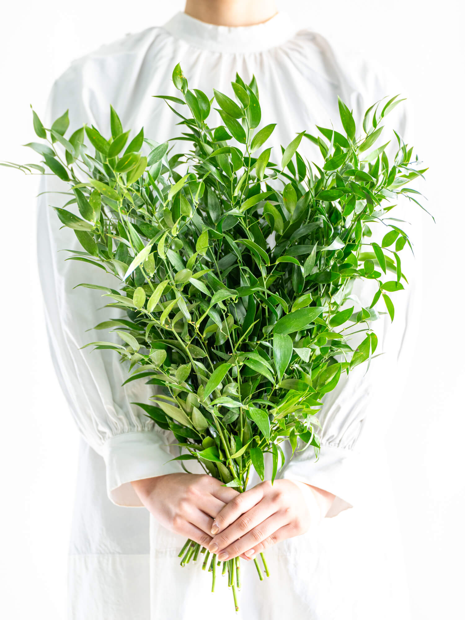 ルスカスの商品｜ハナイチ｜花と植物、資材の仕入れサイト