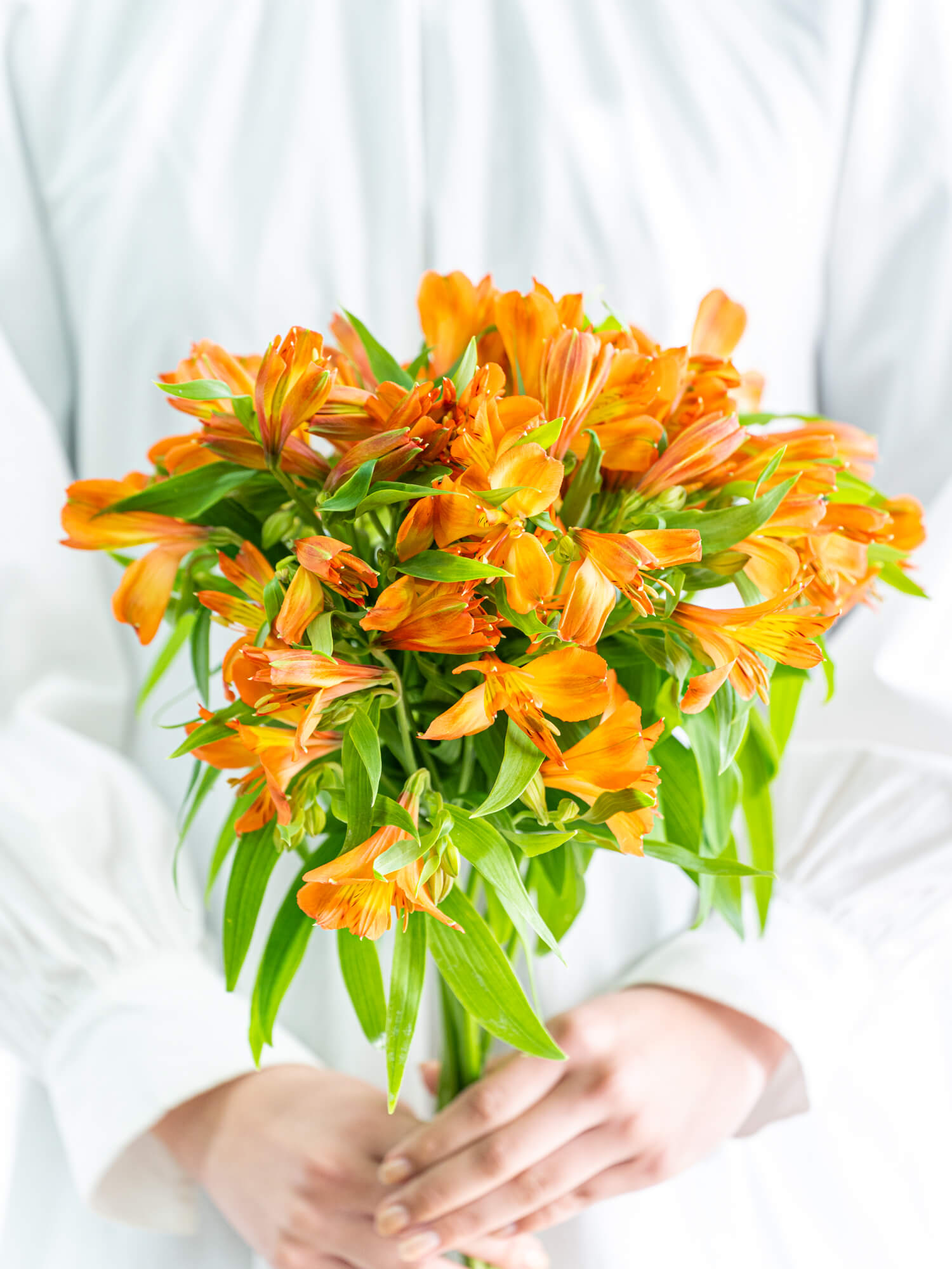 アルストロメリア （オレンジ） チロル｜ハナイチ｜花と植物、資材の