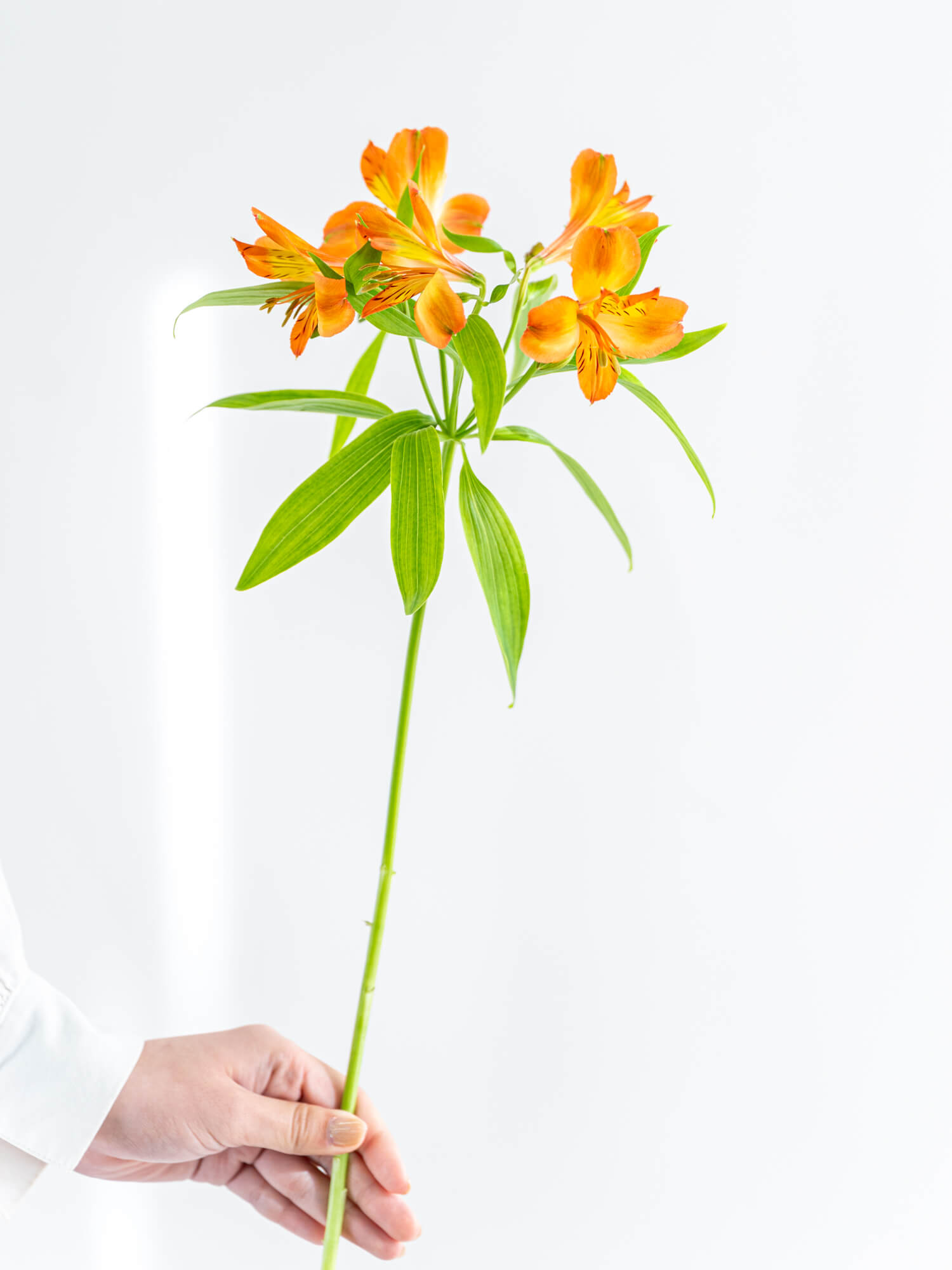 アルストロメリア （オレンジ） チロル｜ハナイチ｜花と植物、資材の